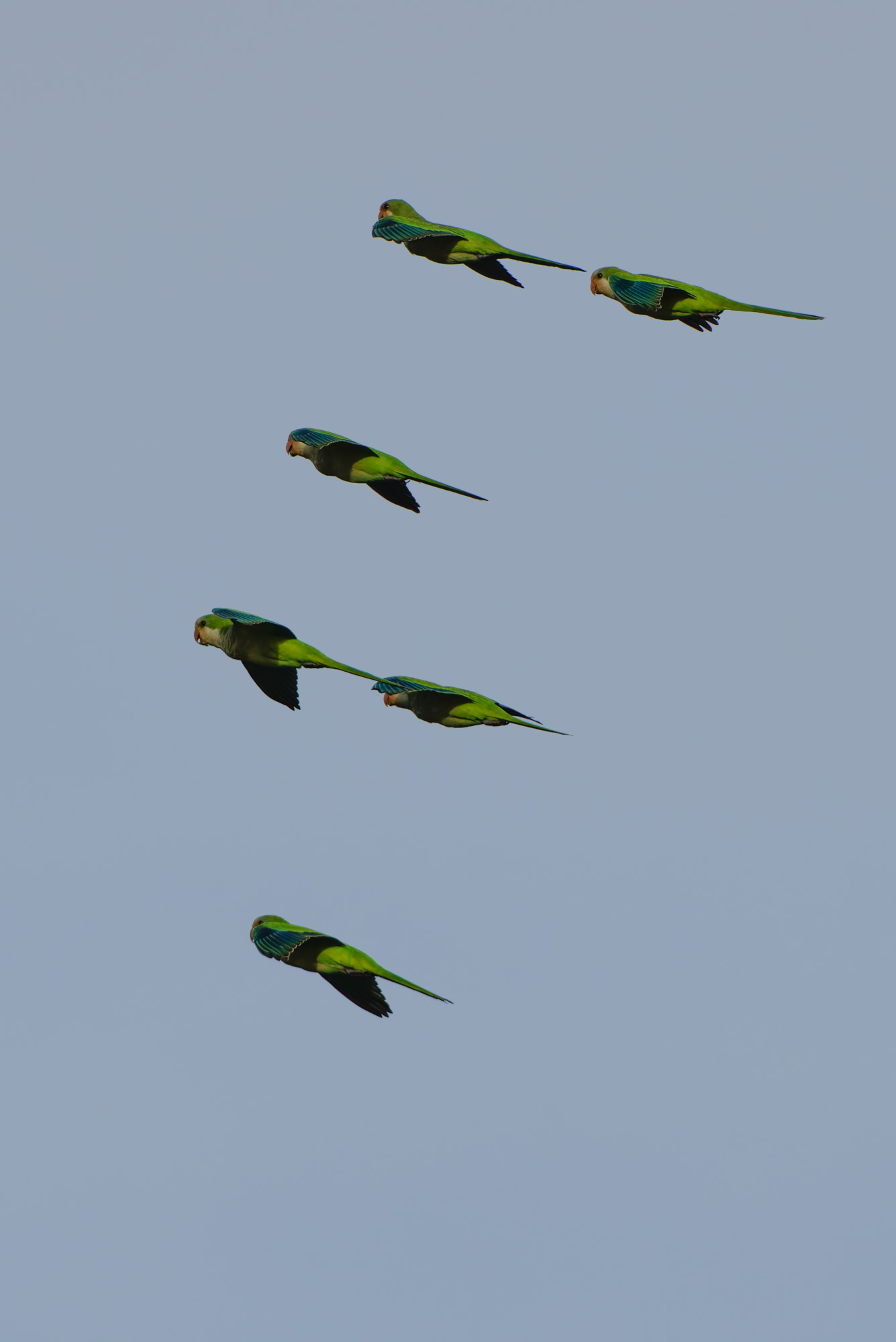 Monk Parakeet (Myiopsitta monachus)
