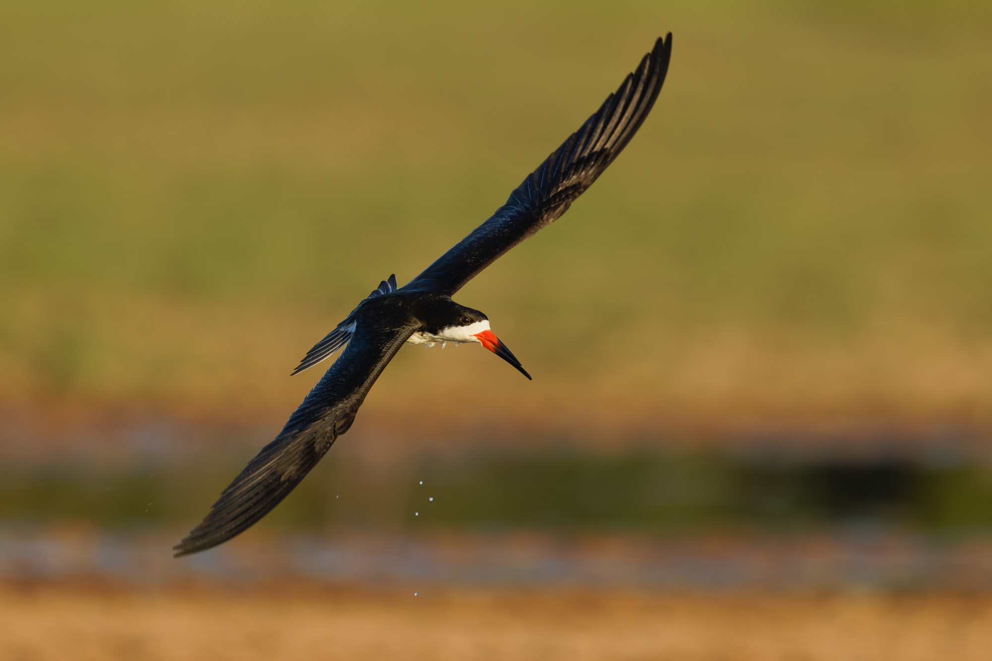 Black Skimmer (Rynchops niger)