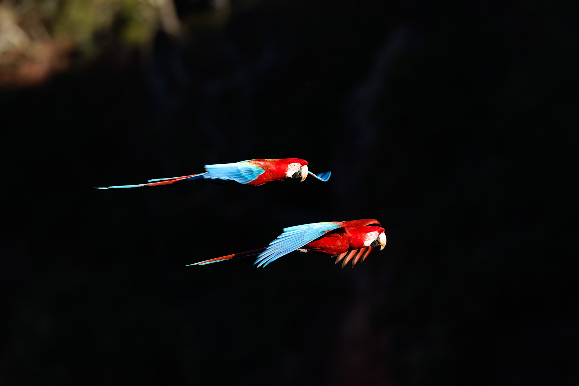 Red-and-green Macaw (Ara chloropterus)