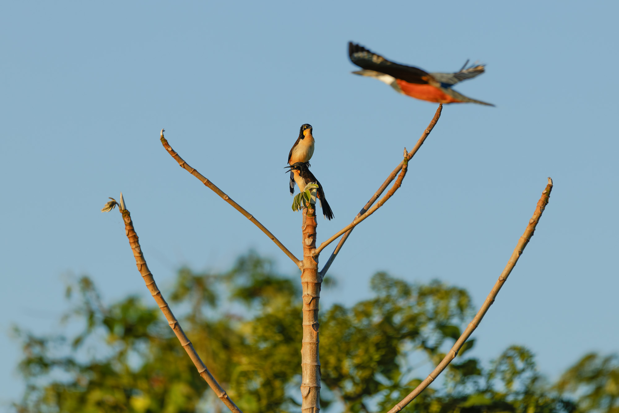 Black-capped donacobius (Donacobius atricapilla)