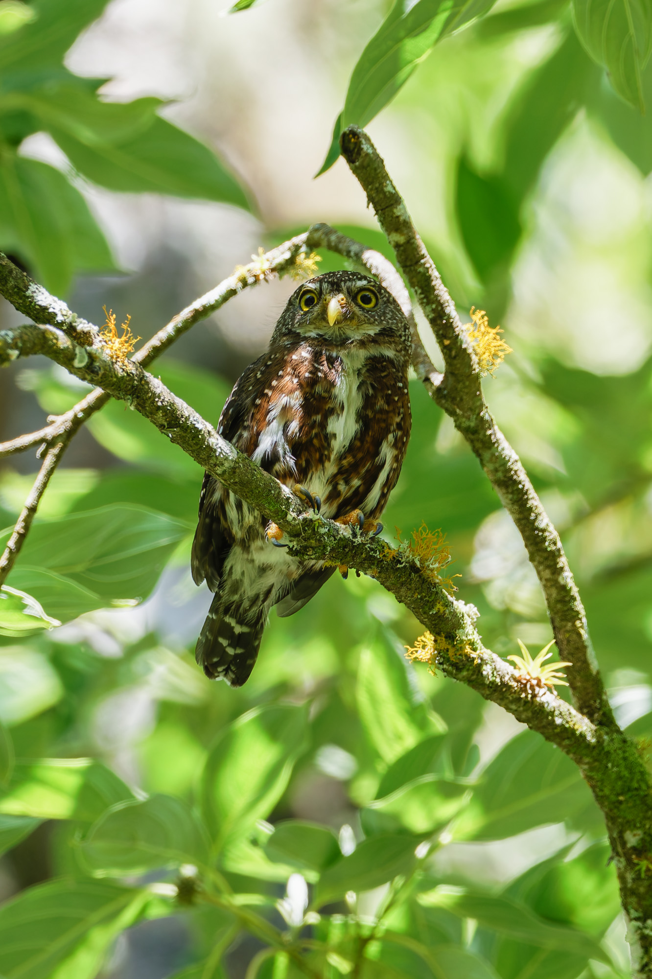Costa Rican Pygmy Owl (Glaucidium costaricanum)