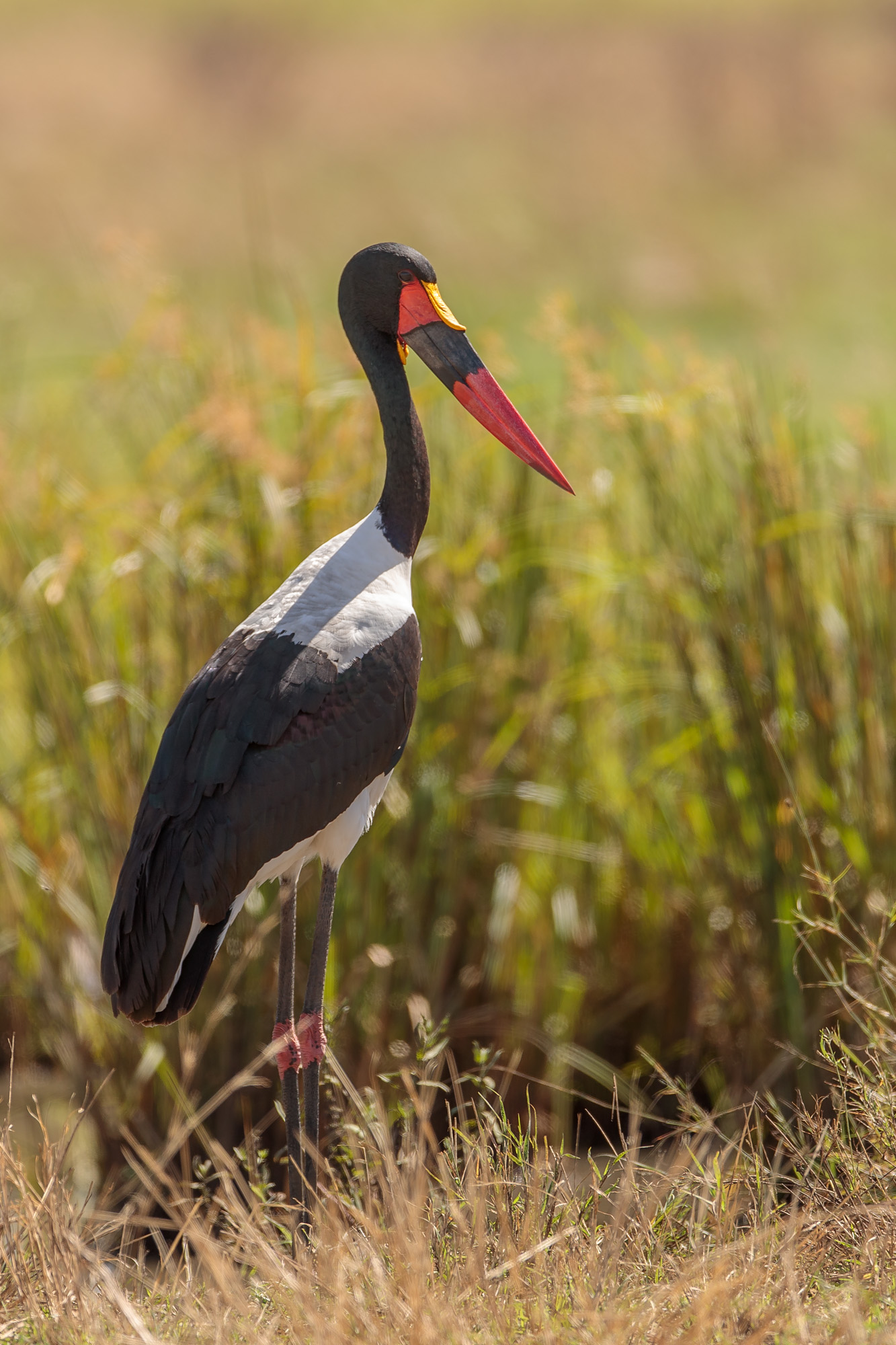 Saddle-billed Stork (Ephippiorhynchus senegalensis)