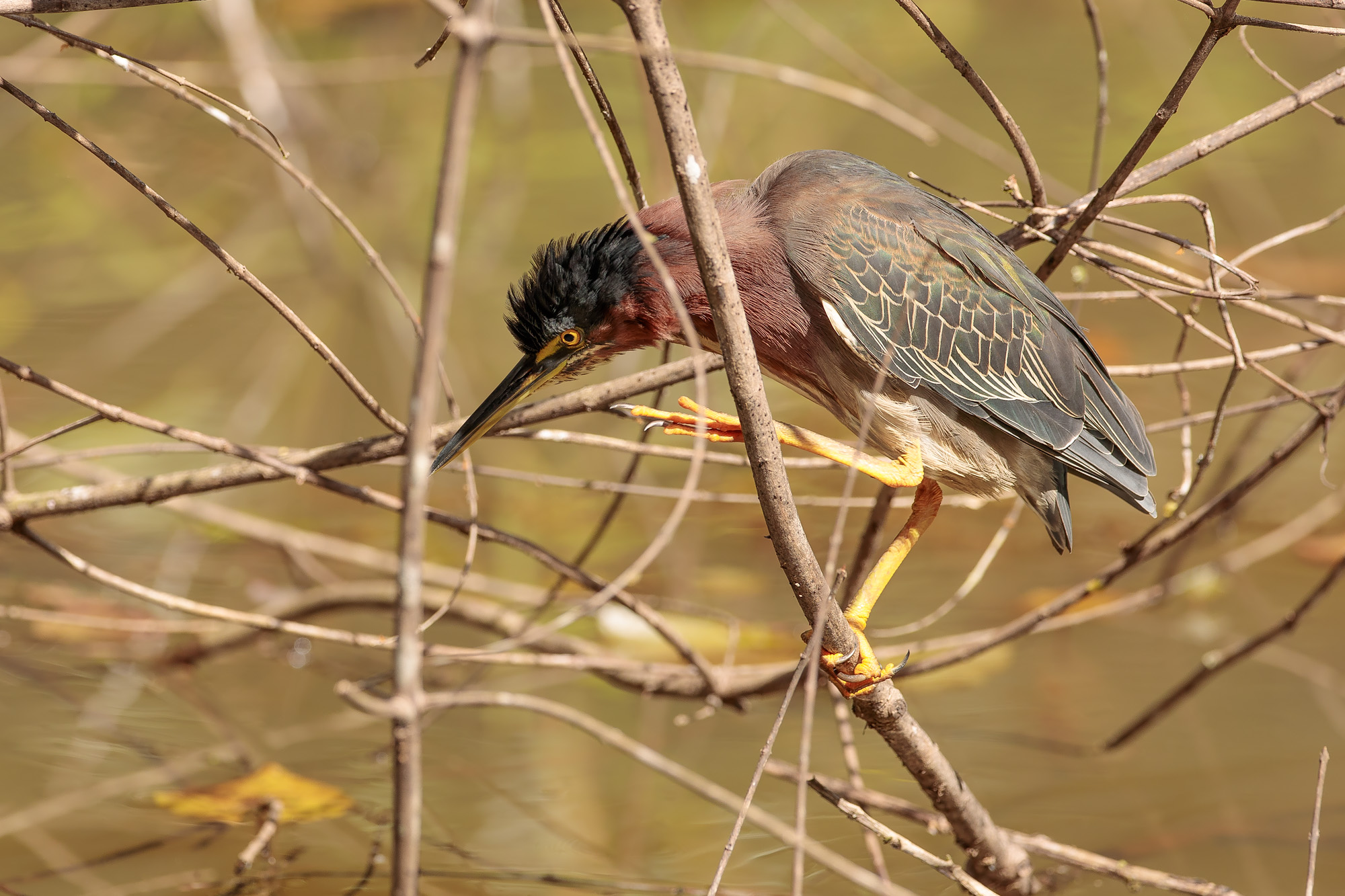 Grey-necked Heron (Butorides striata)