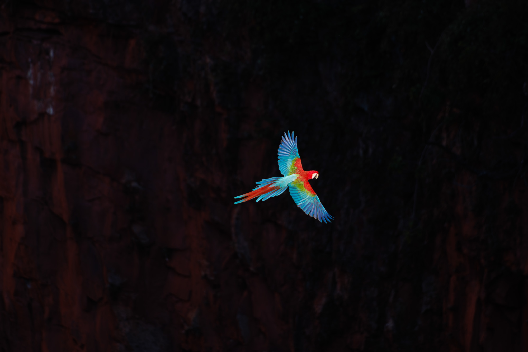Red-and-green Macaw (Ara chloropterus)