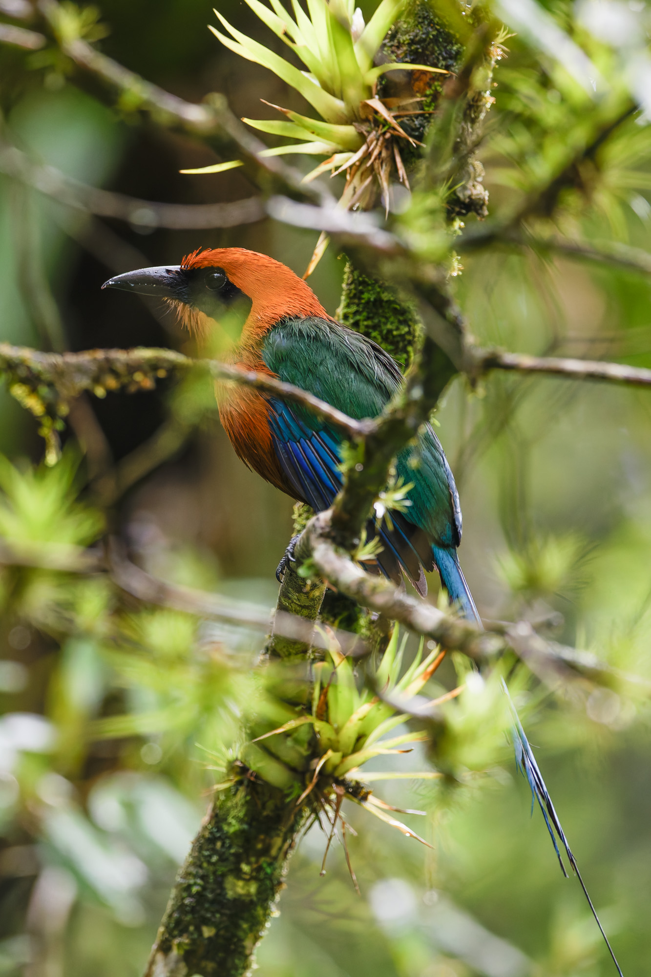Rufous Motmot (Baryphthengus martii)