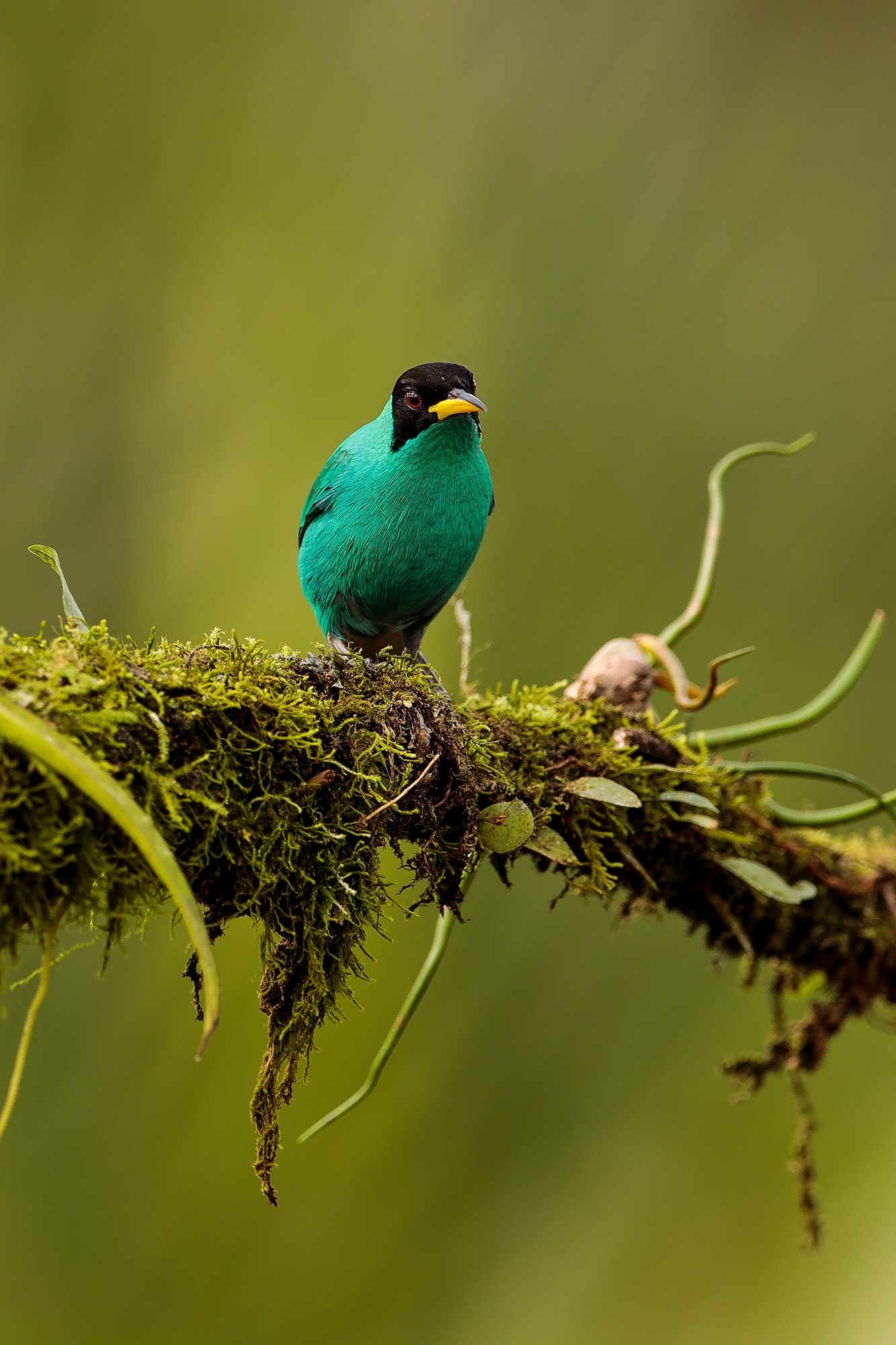 Green Honeycreeper (Chlorophanes spiza)