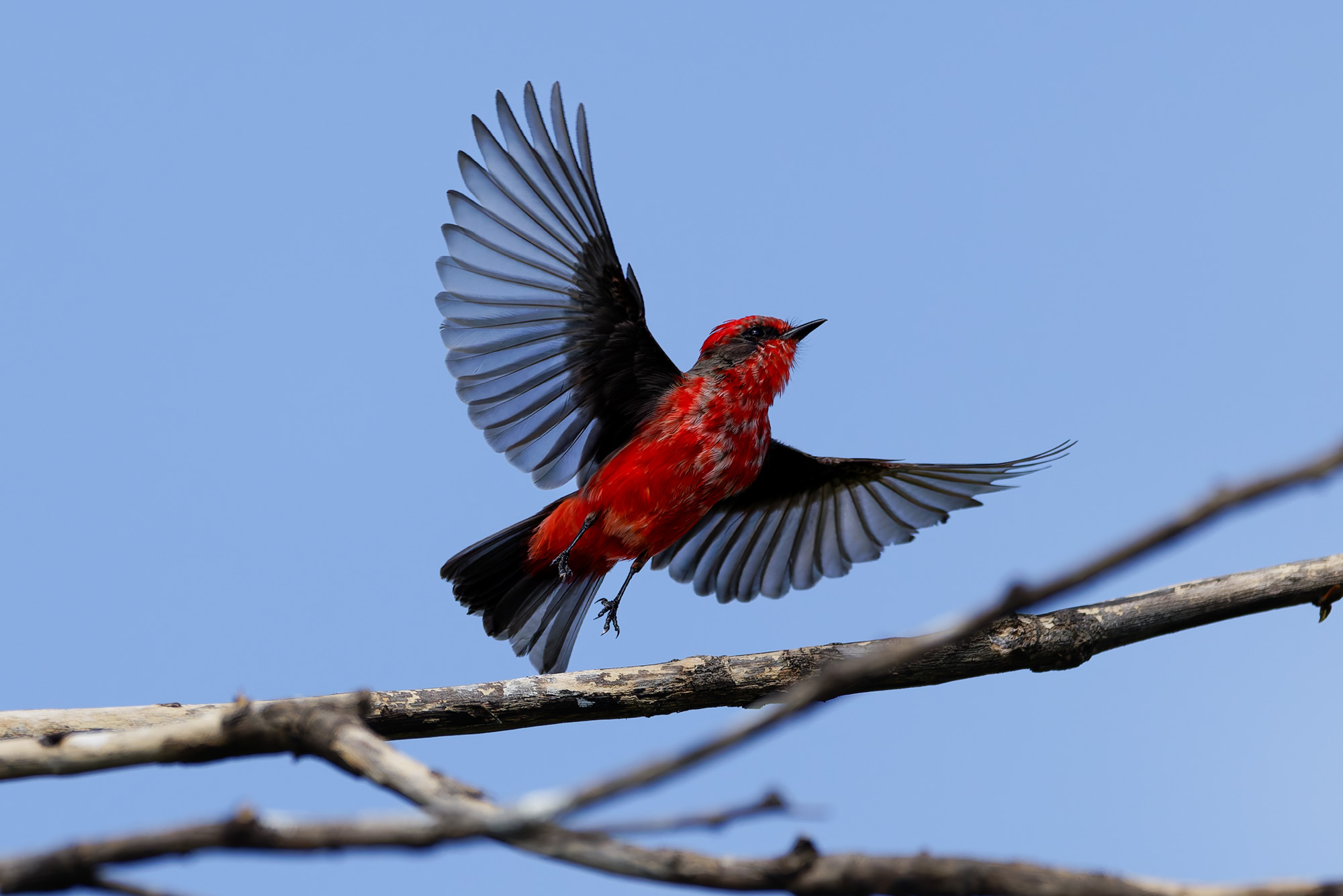 Vermilion Flycatcher (Pyrocephalus obscurus)