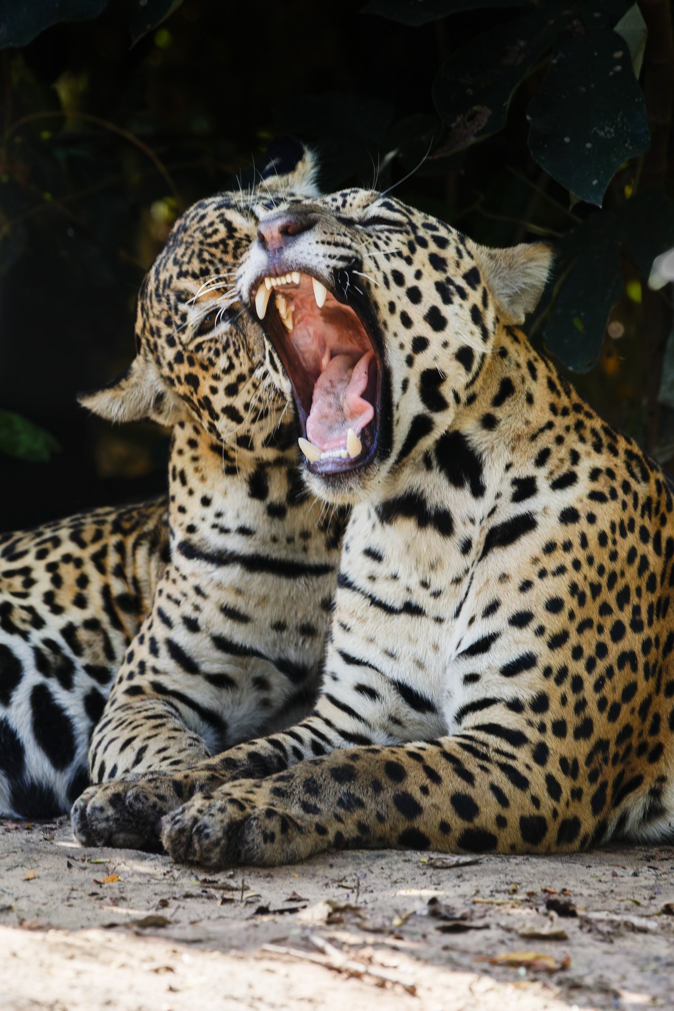 Jaguar (Panthera onca)
