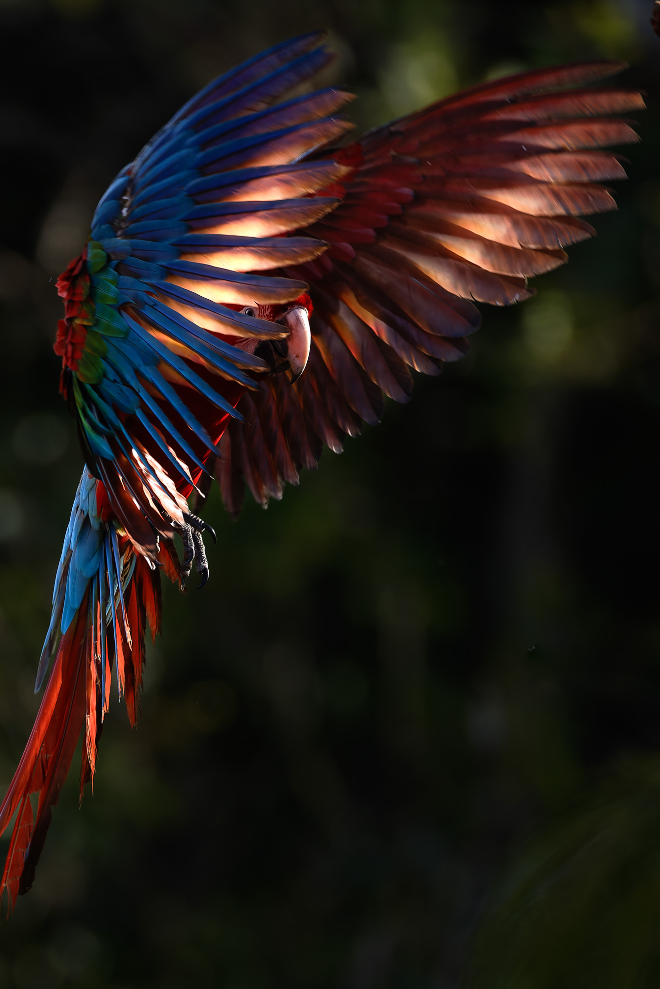 Red-and-green Macaw (Ara chloropterus)