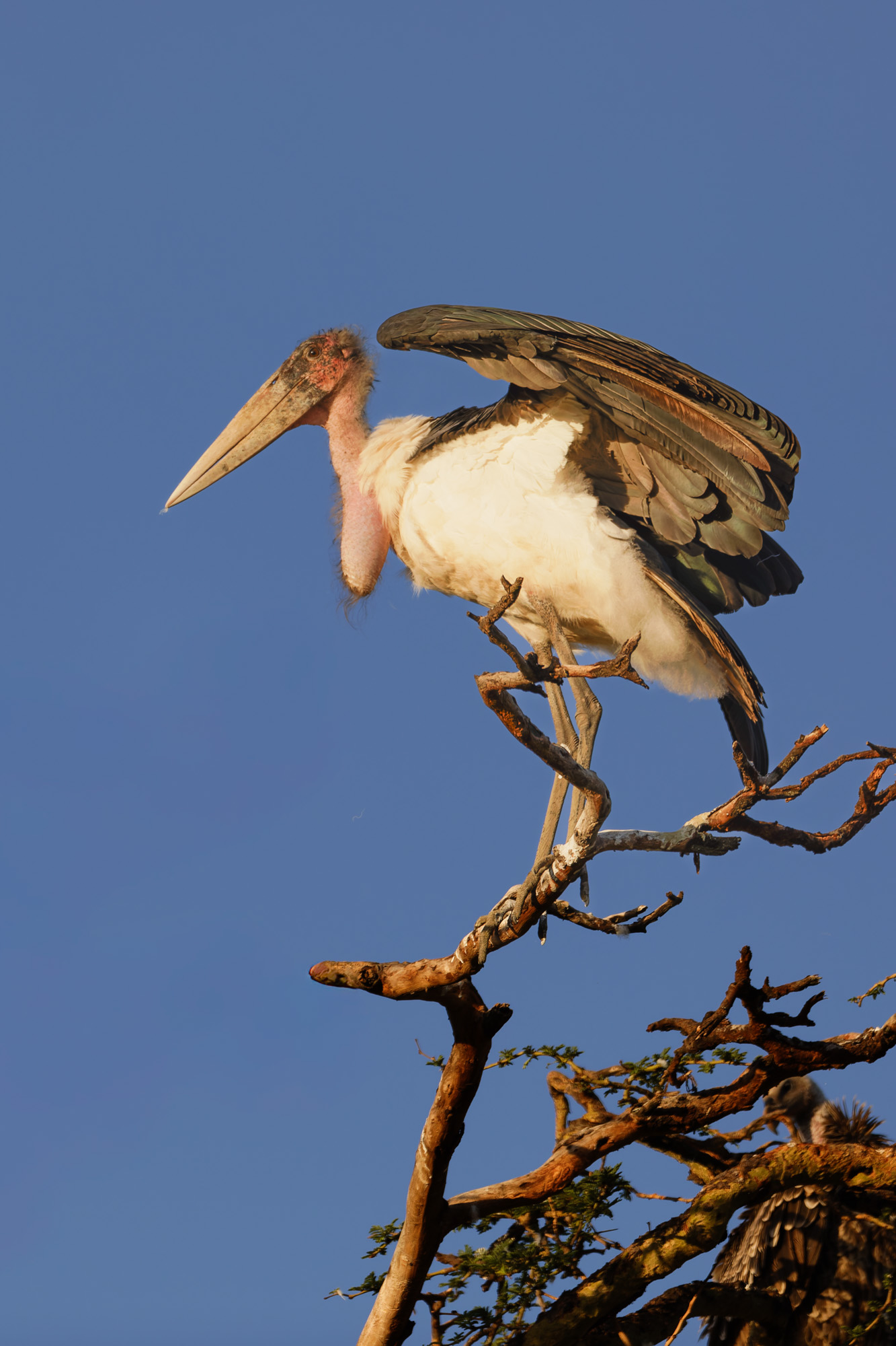 Marabou Stork (Leptoptilos crumenifer)