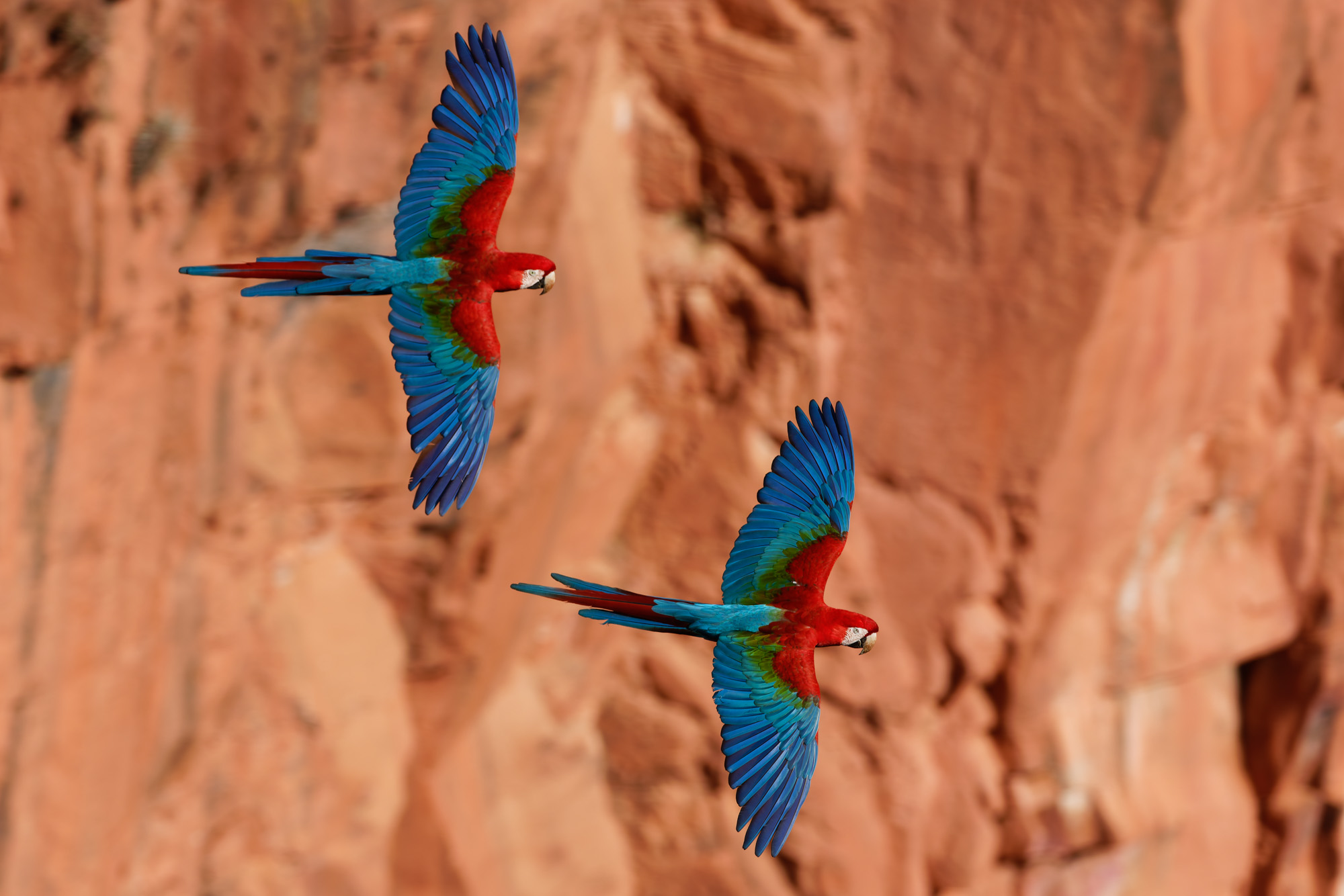 Red-and-green Macaw (Ara chloropterus)