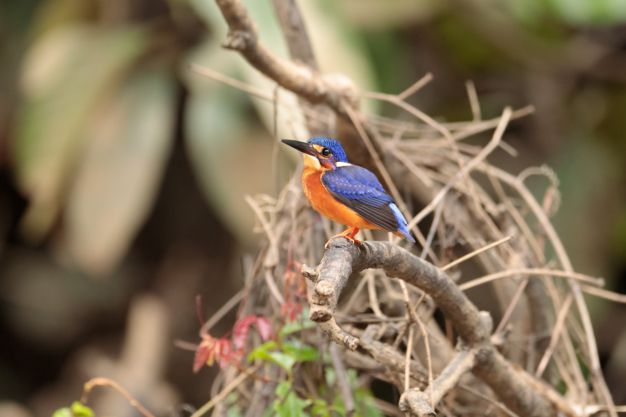 Blue-eared Kingfisher (Alcedo meninting)