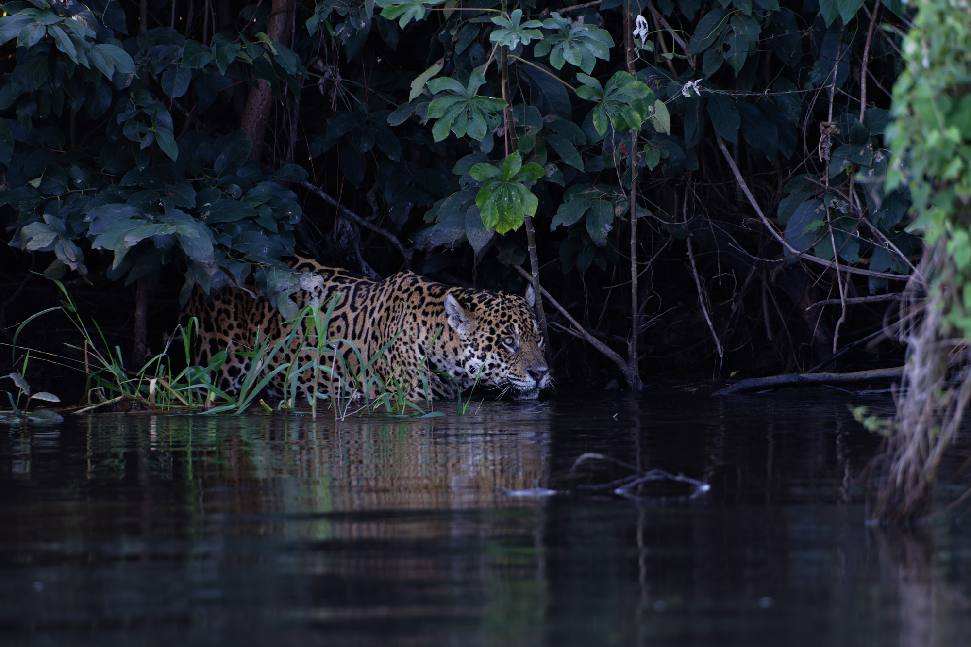 Jaguar (Panthera onca)
