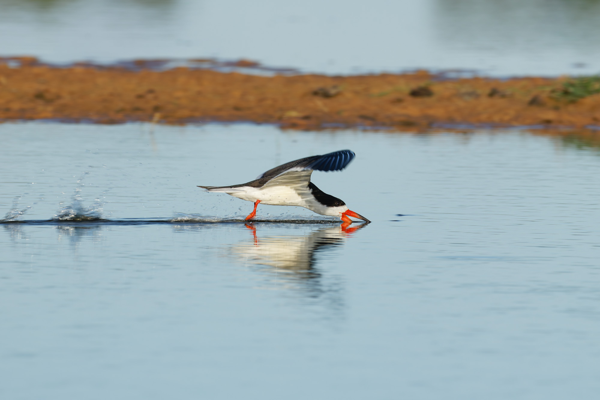 Black Skimmer (Rynchops niger)