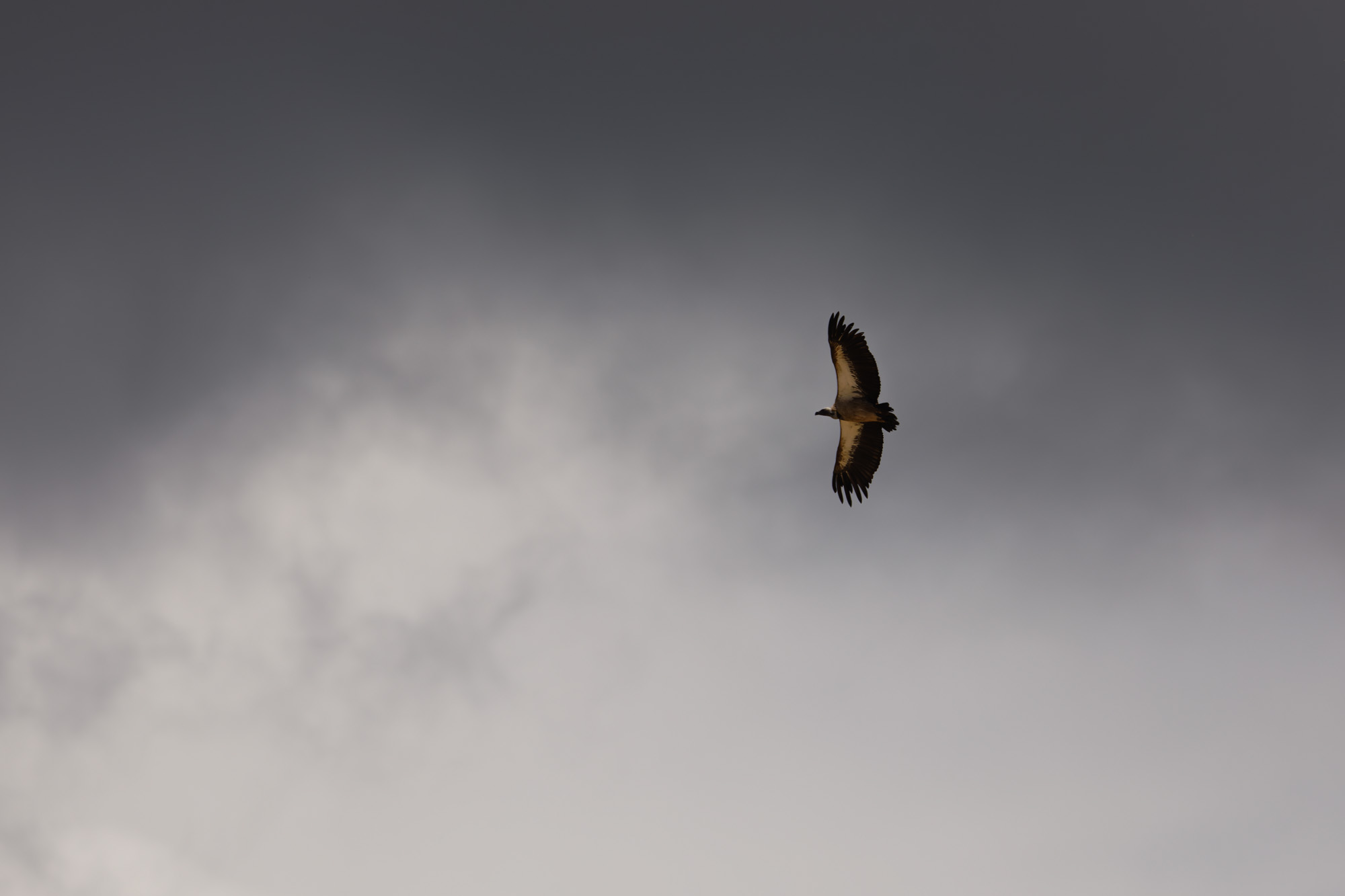 White-backed Vulture (Gyps africanus)