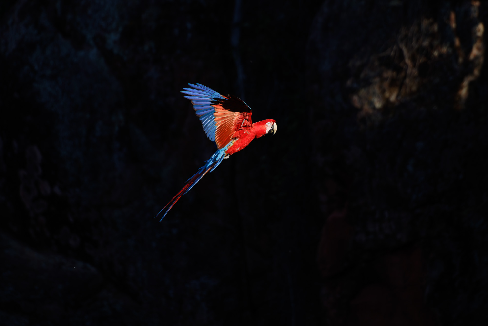 Red-and-green Macaw (Ara chloropterus)