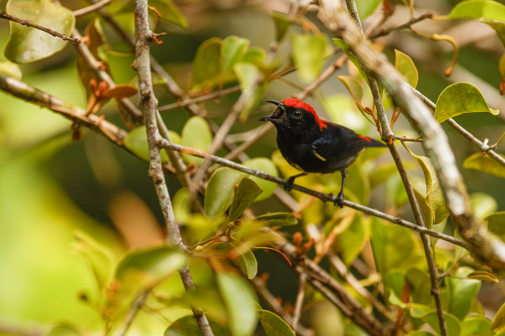 Scarlet-backed Flowerpecker (Dicaeum cruentatum)