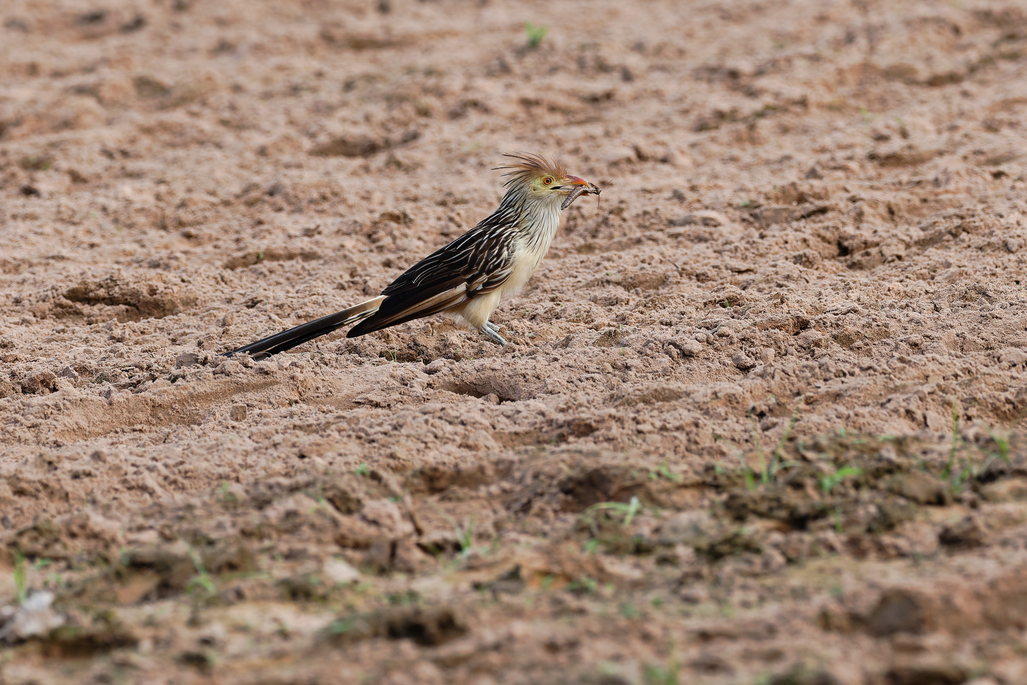 Guira Cuckoo (Guira guira)