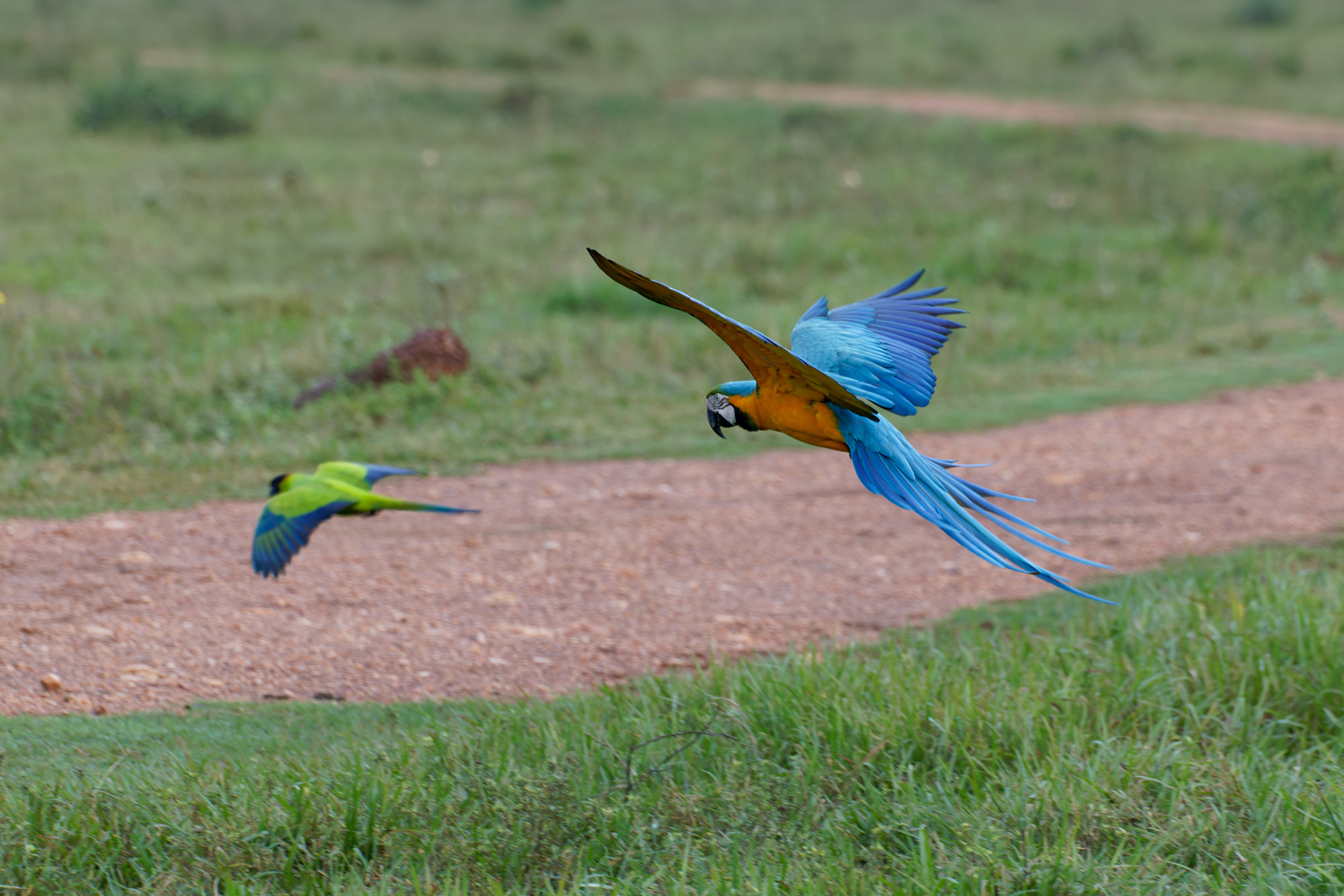 Blue-and-yellow Macaw (Ara ararauna)