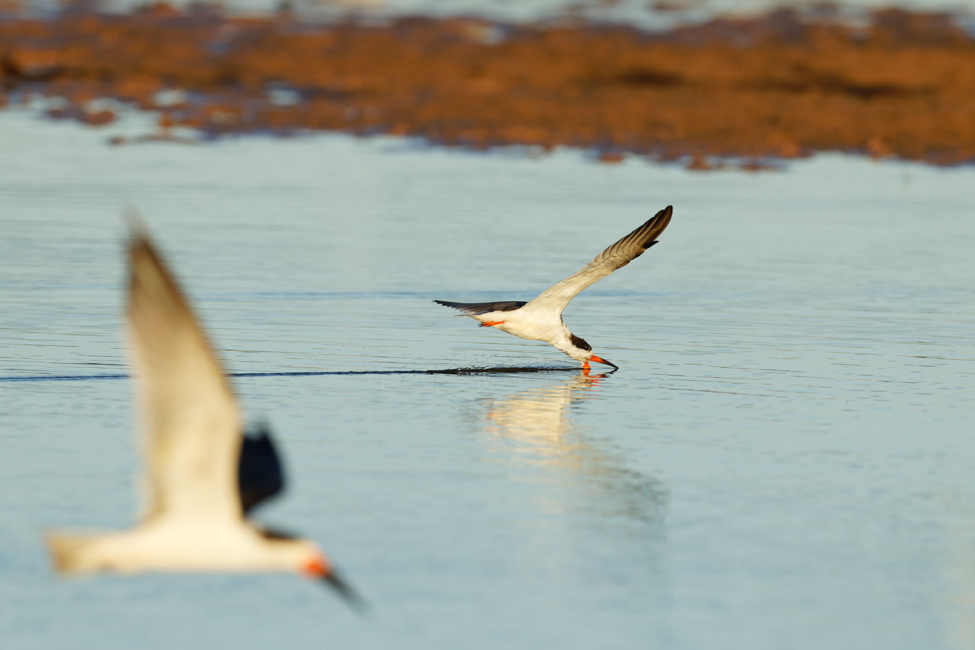 Black Skimmer (Rynchops niger)