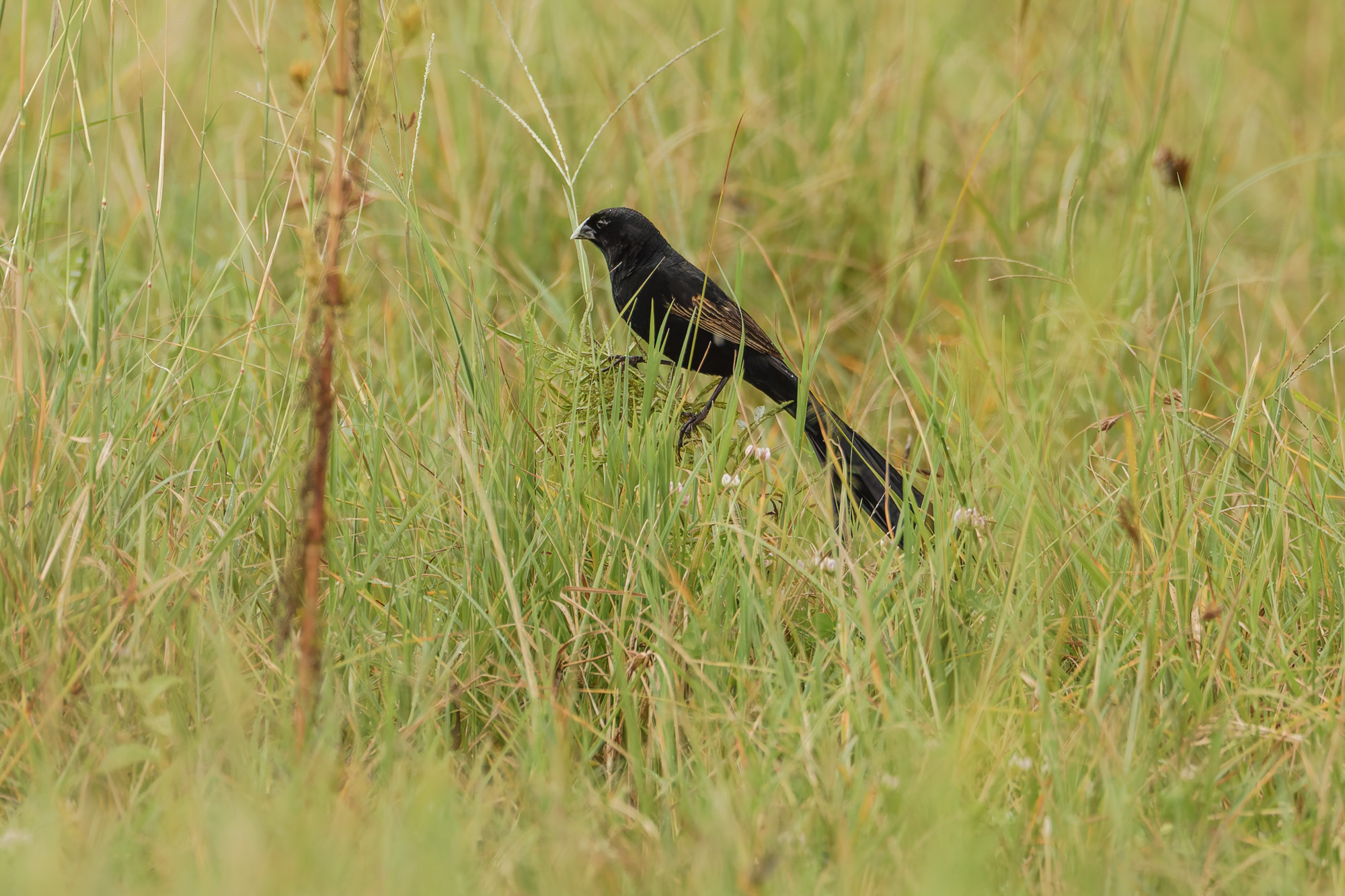 Jackson's Widowbird (Euplectes jacksoni)