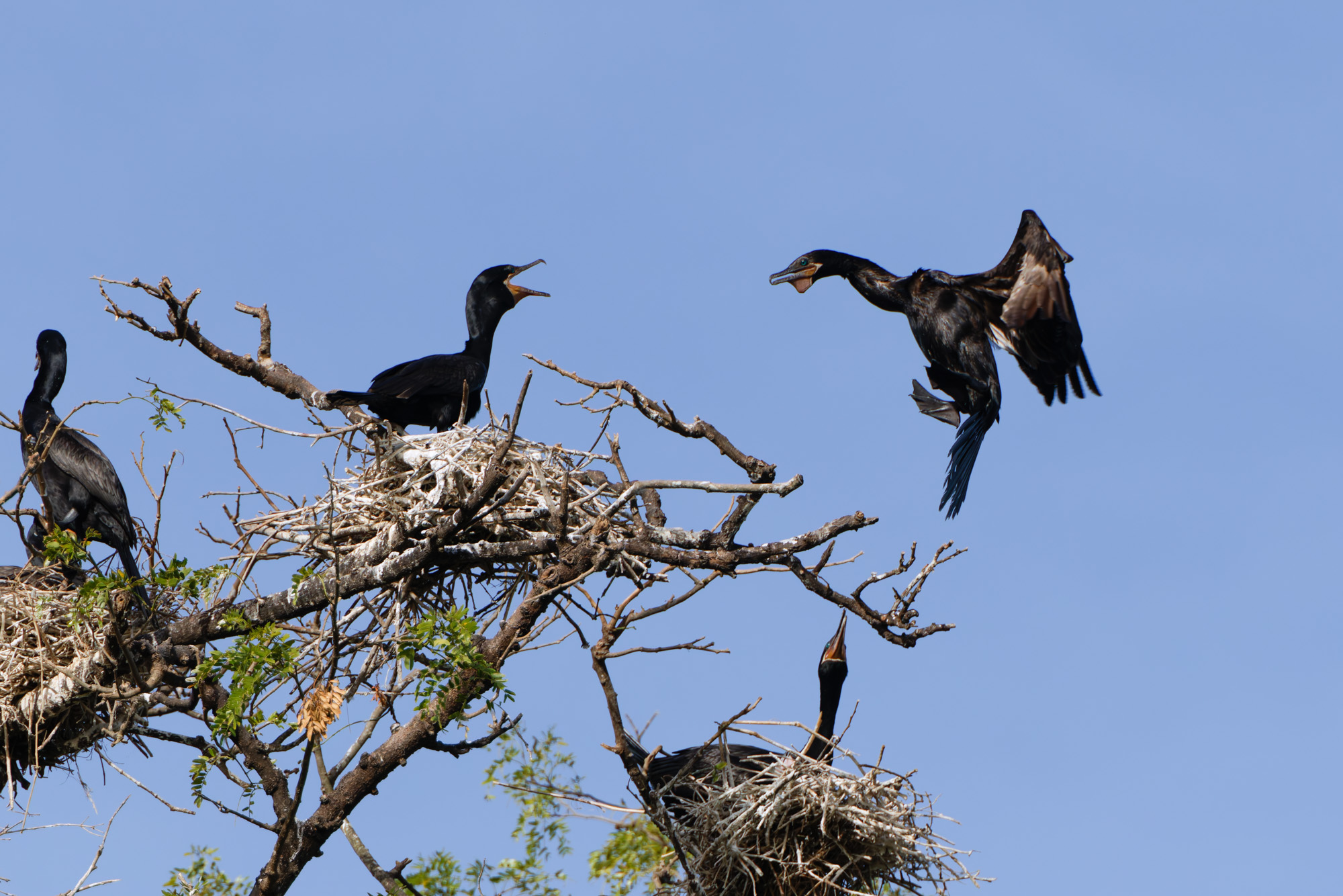 Neotropic Cormorant (Nannopterum brasilianum)
