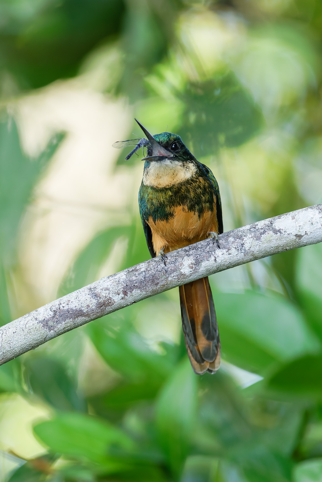 Rufous-tailed Jacamar (Galbula ruficauda)