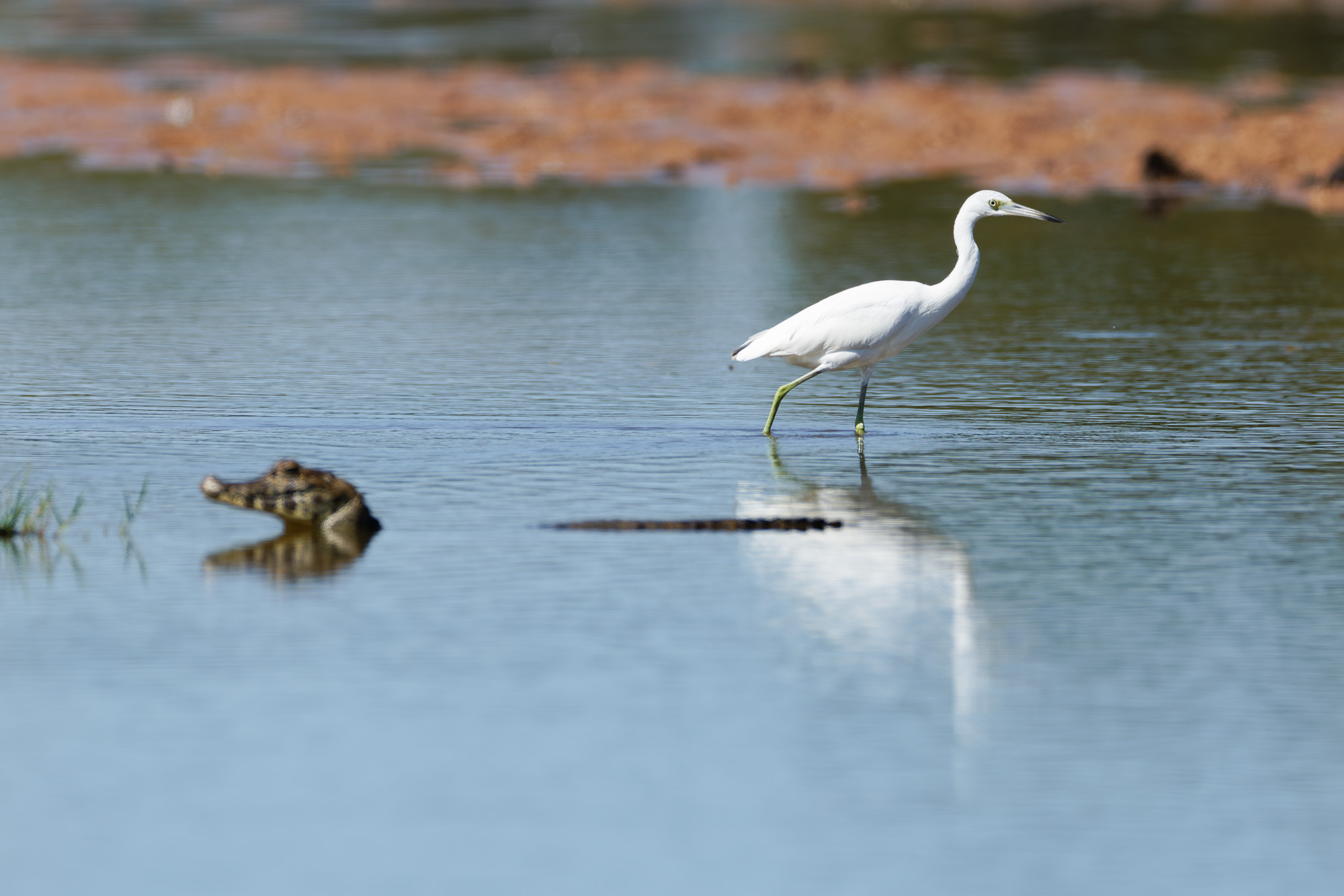 Little Blue Heron imm. (Egretta caerulea)