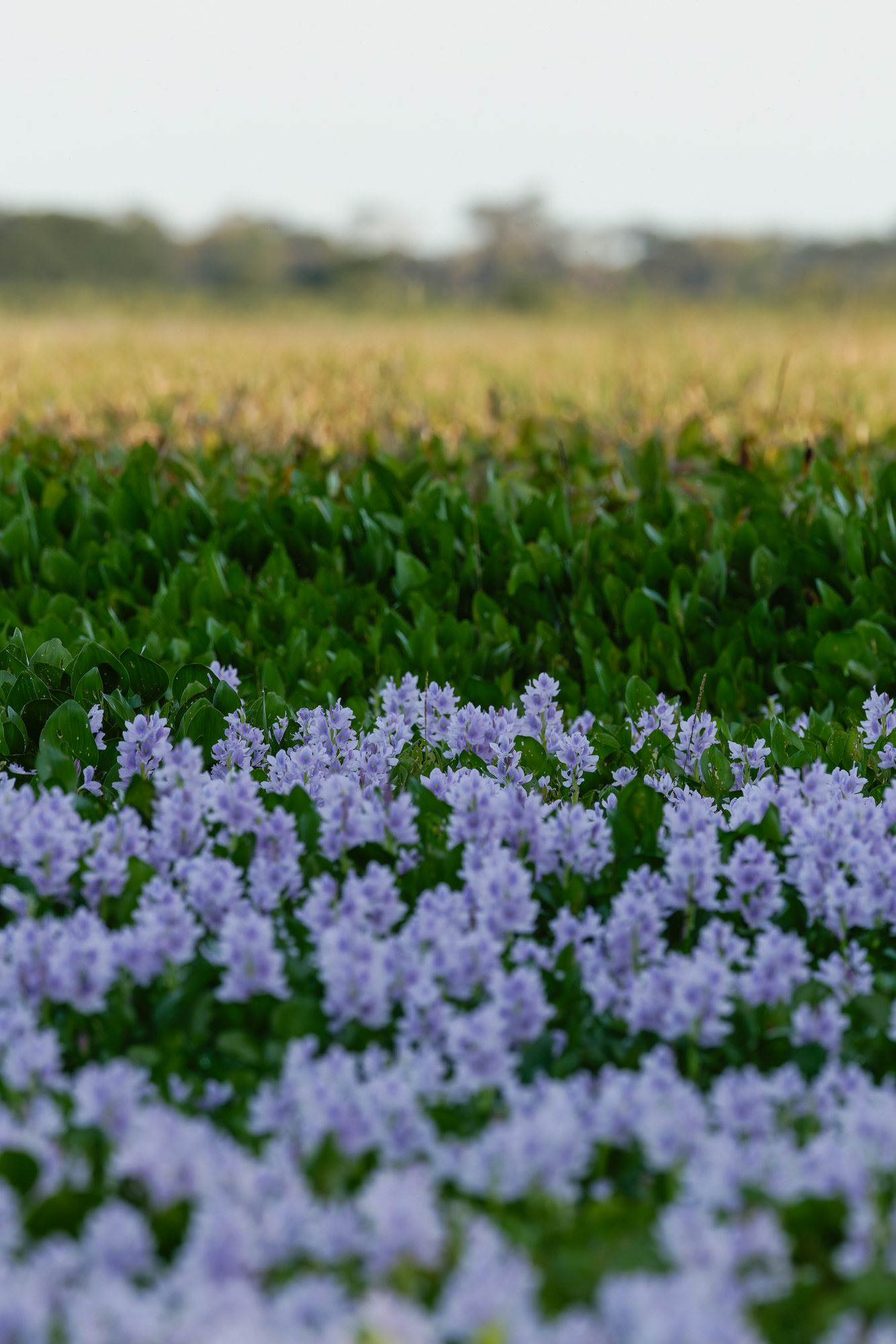Water Hyacinth (Eichhornia crassipes)