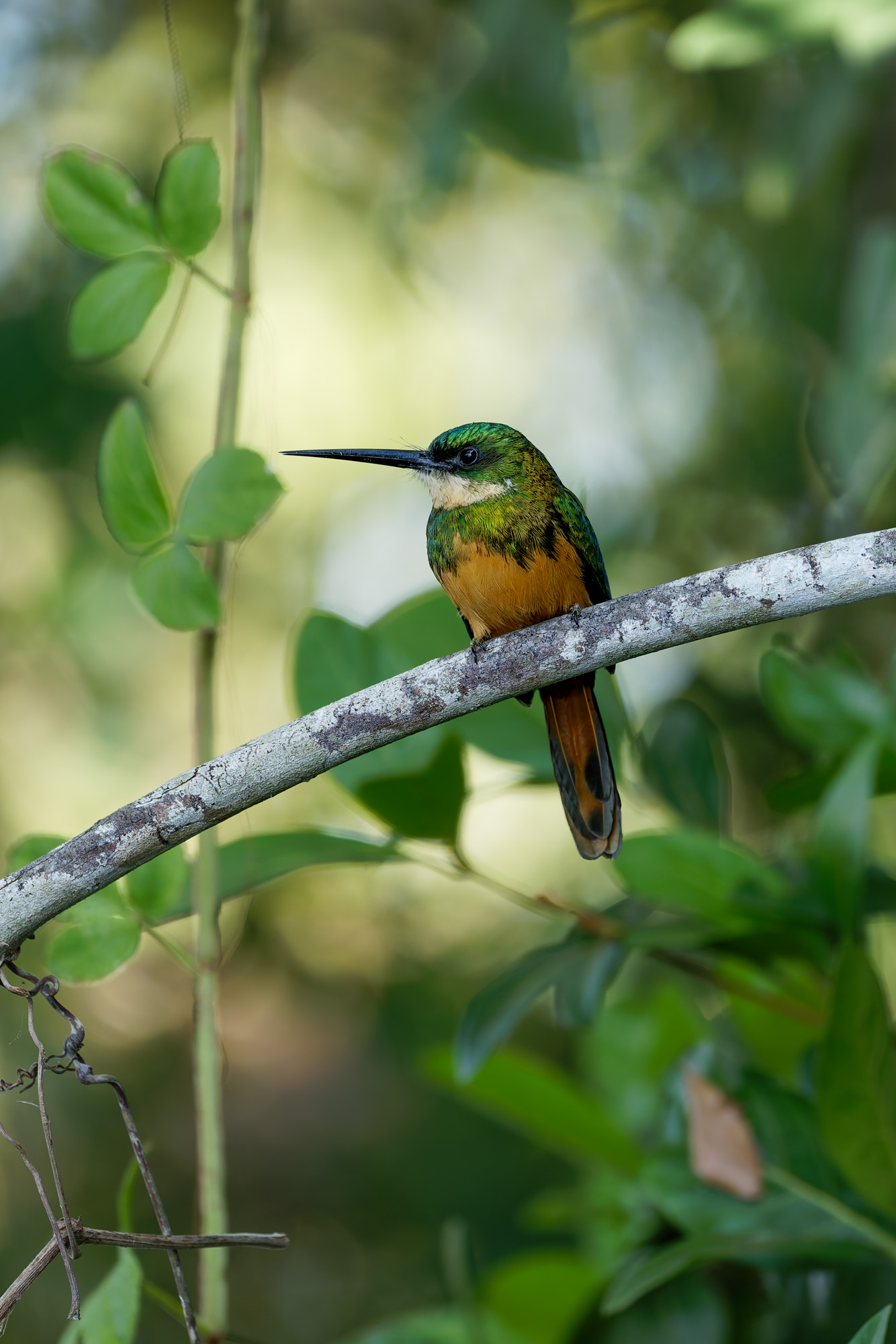 Rufous-tailed Jacamar (Galbula ruficauda)