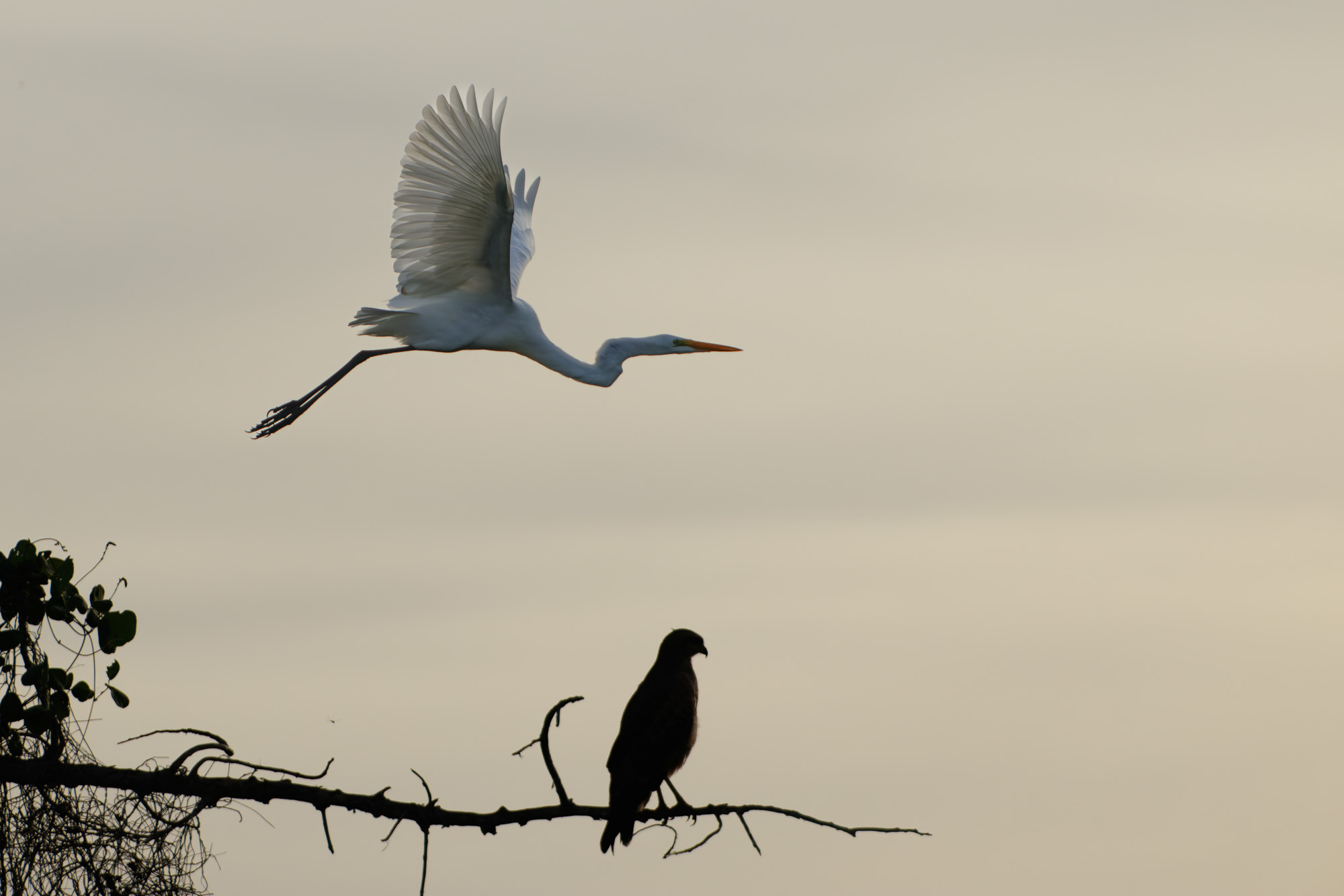Great Egret (Ardea alba) and Snail Kite (female)