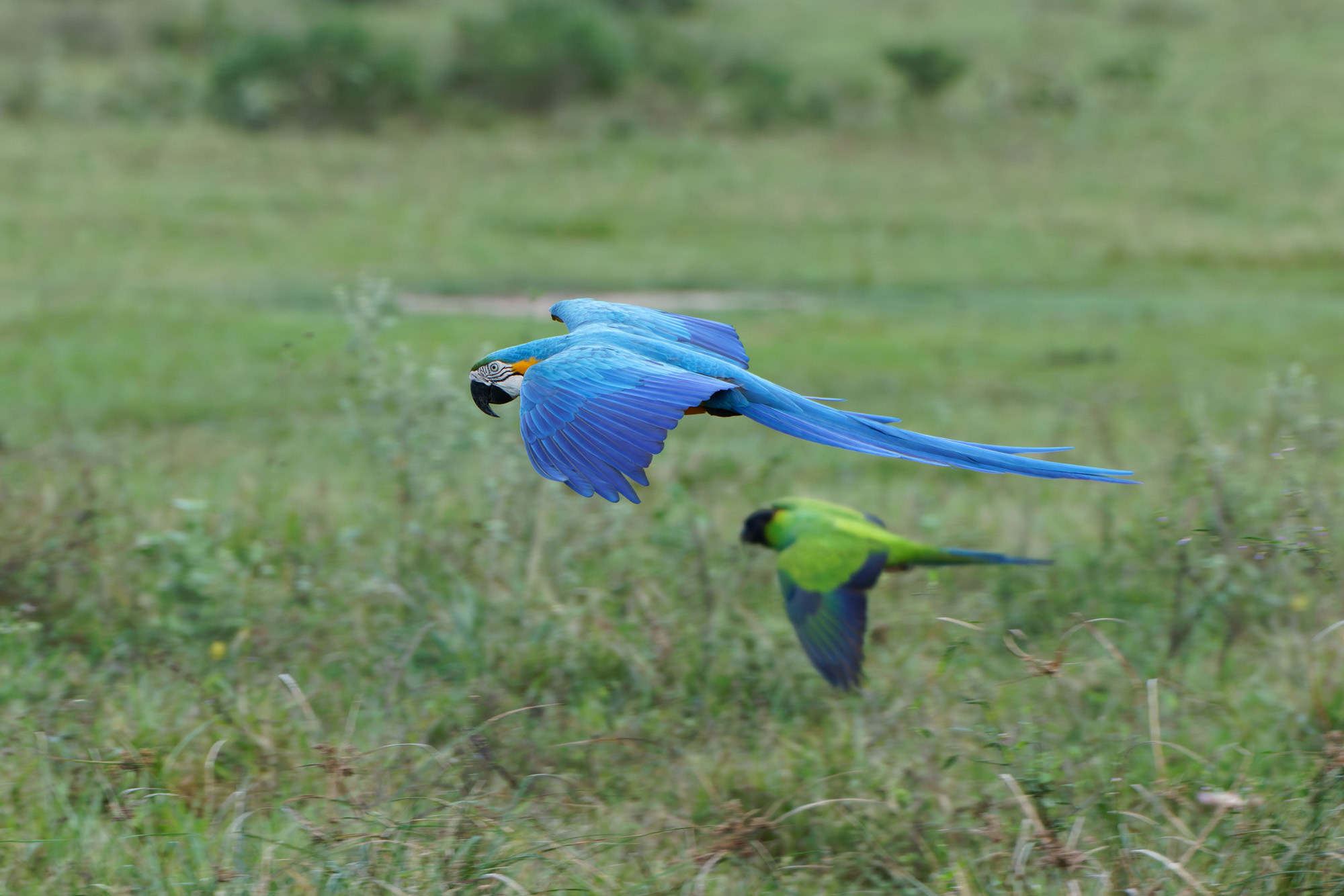 Blue-and-yellow Macaw (Ara ararauna)