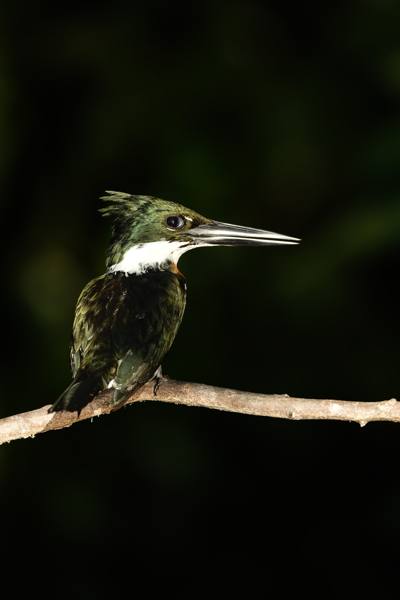 Amazon Kingfisher (Chloroceryle amazona)