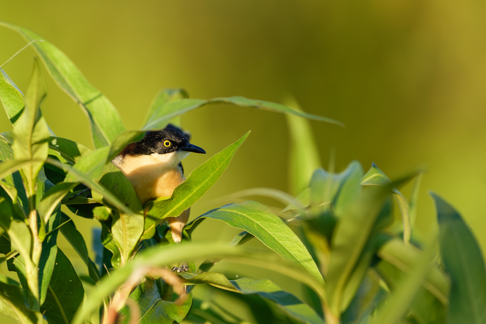 Black-capped donacobius (Donacobius atricapilla)