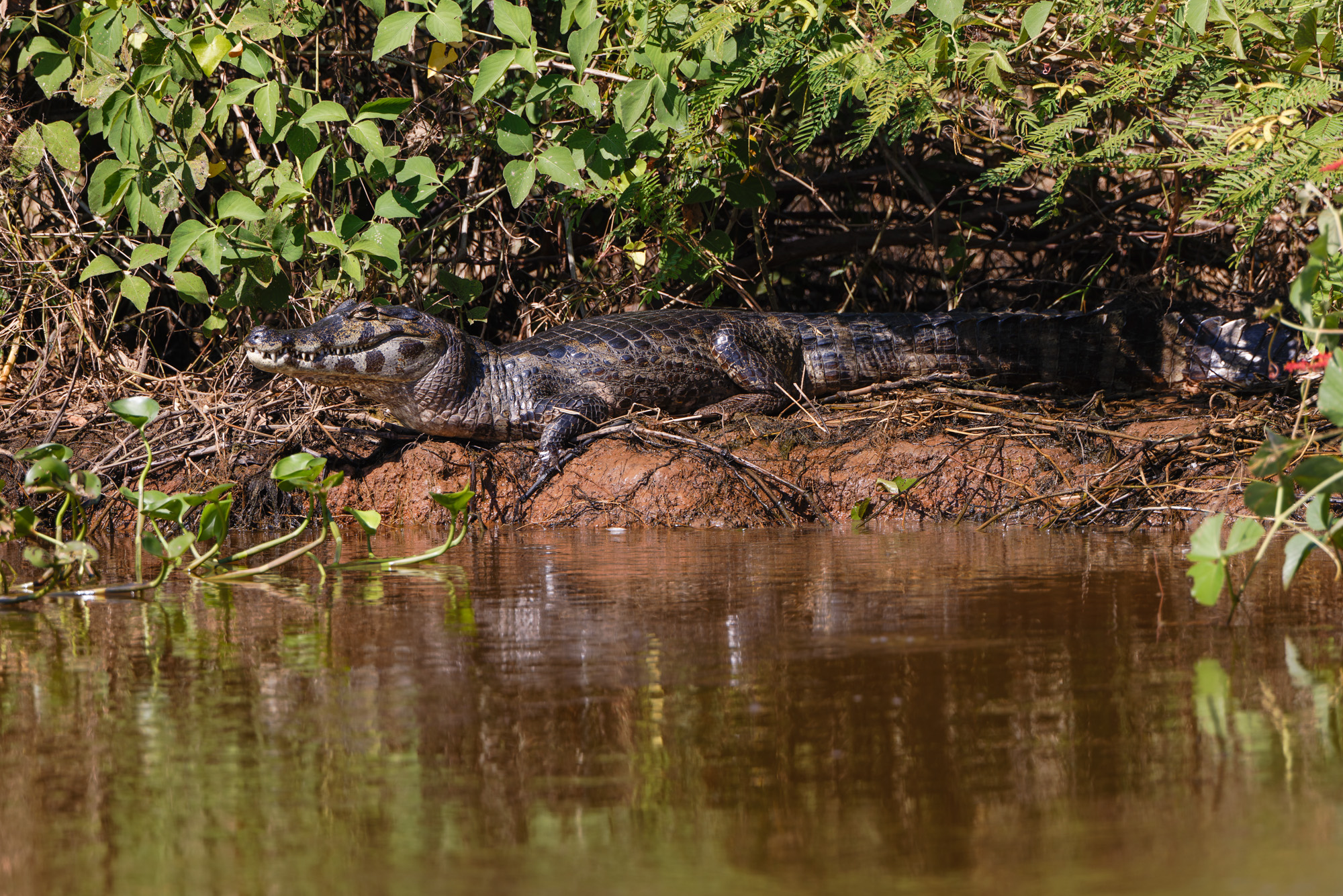 Yacare Caiman (Caiman yacare)