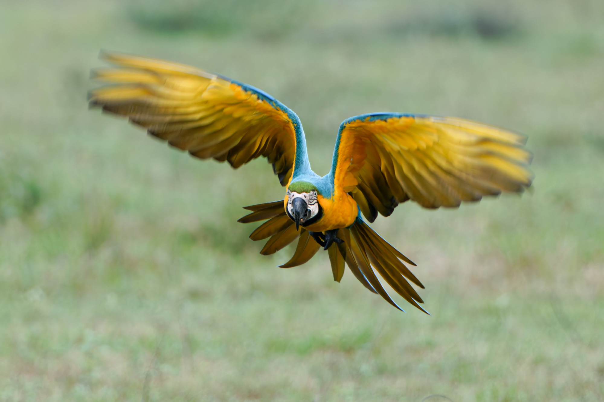 Blue-and-yellow Macaw (Ara ararauna)