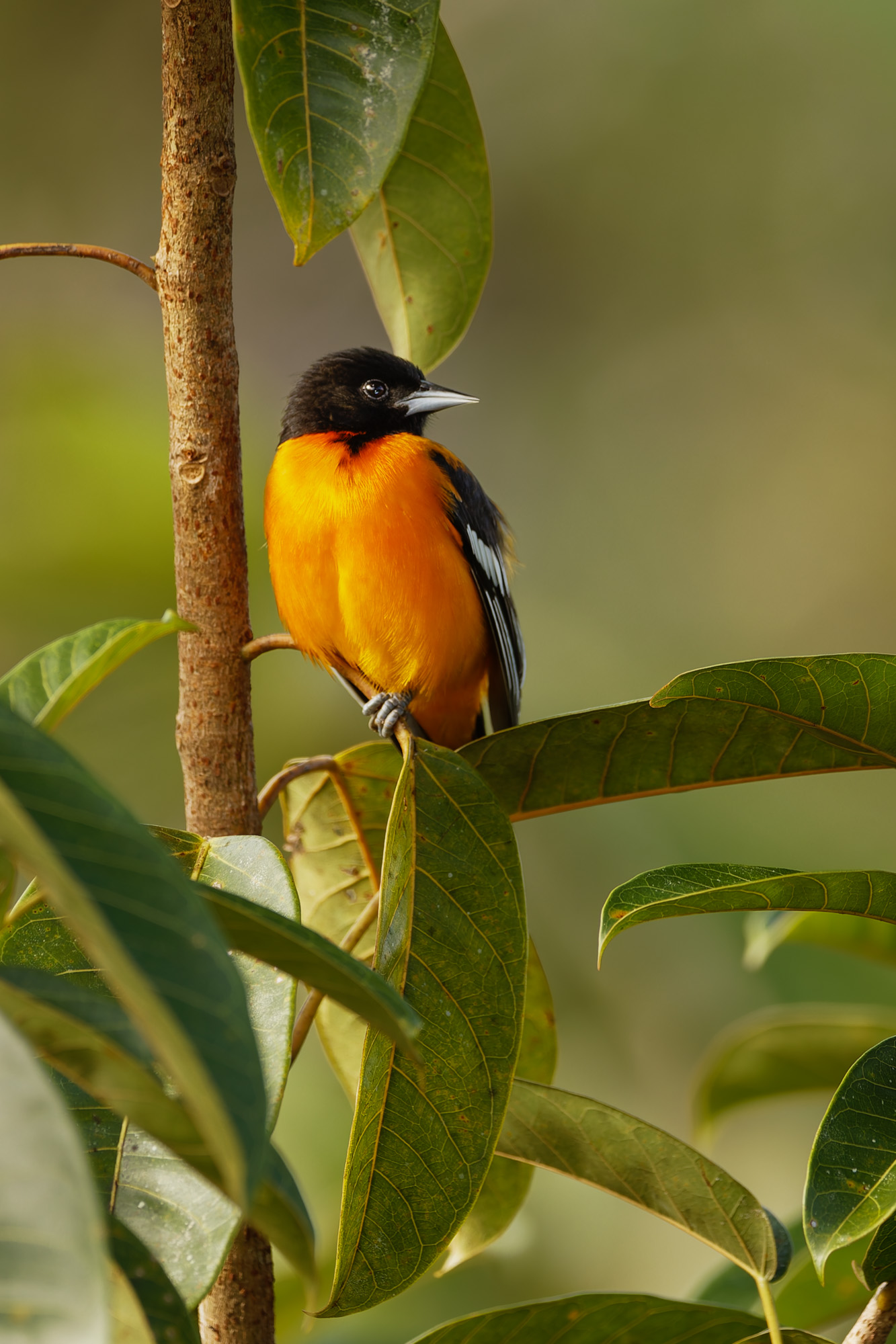 Baltimore Oriole (Icterus galbula)
