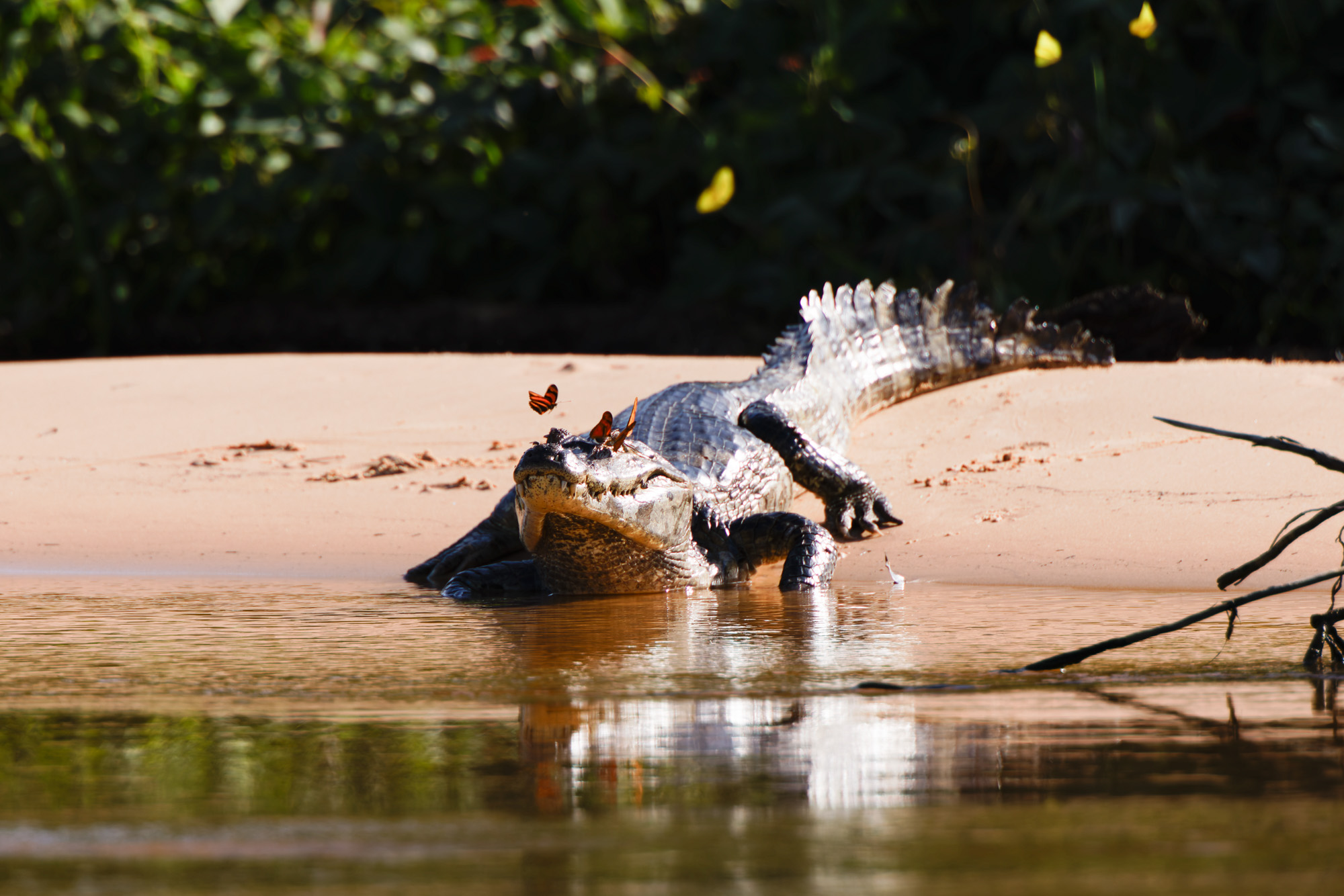 Yacare Caiman (Caiman yacare)