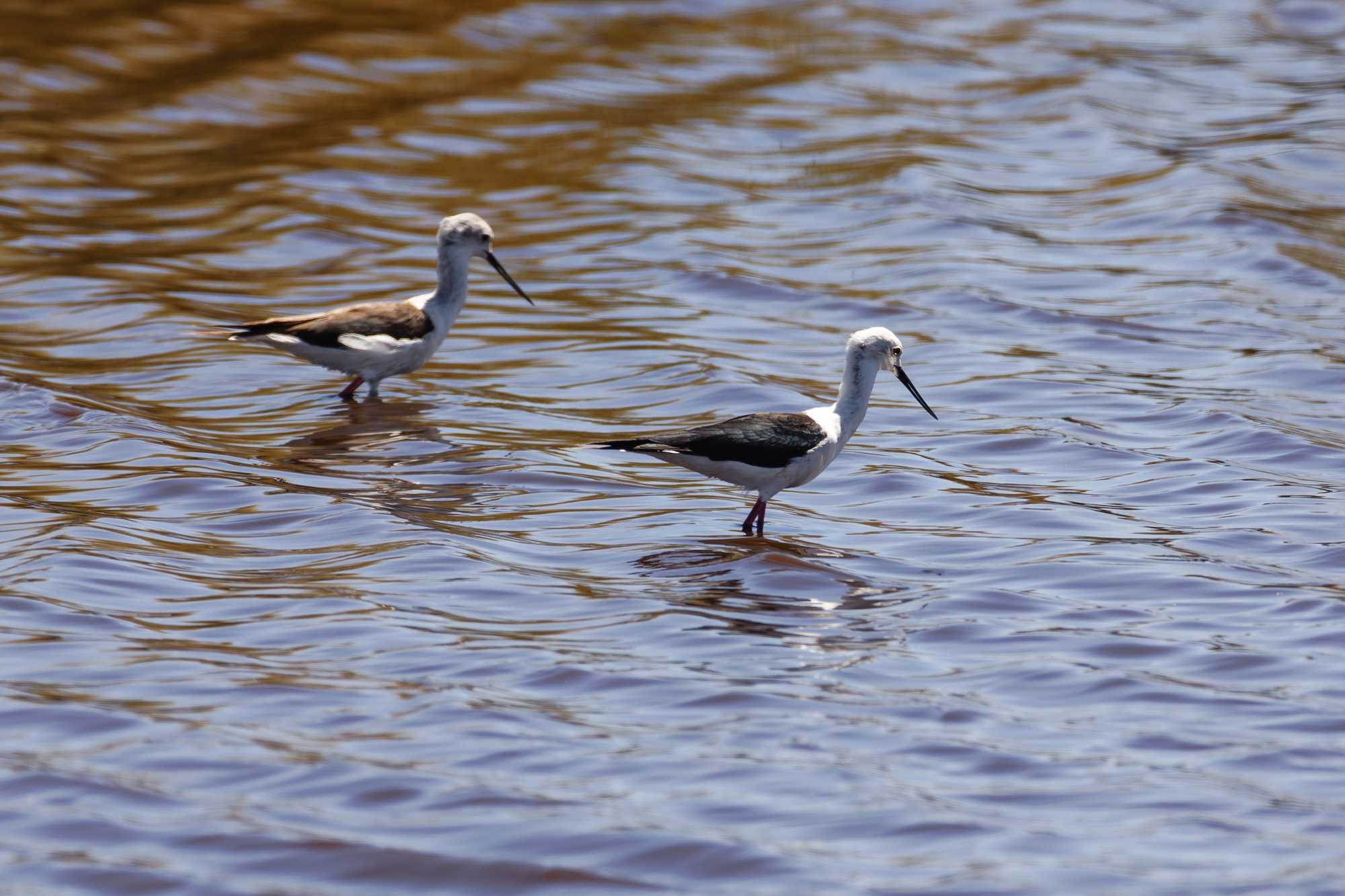 Black-winged Stilt (Himantopus himantopus)