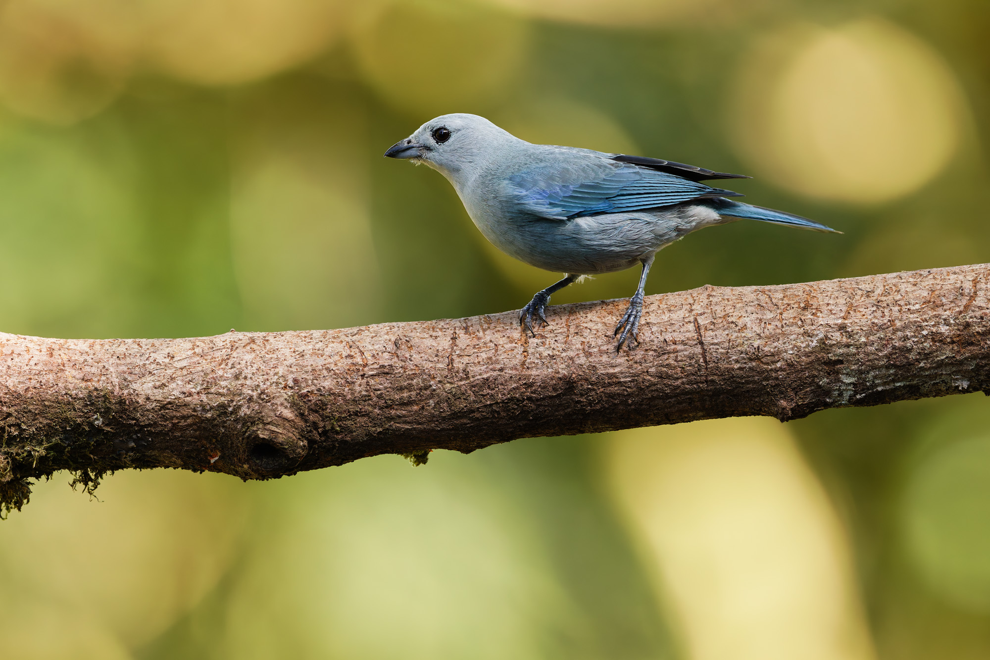 Blue-gray Tanager (Thraupis episcopus)