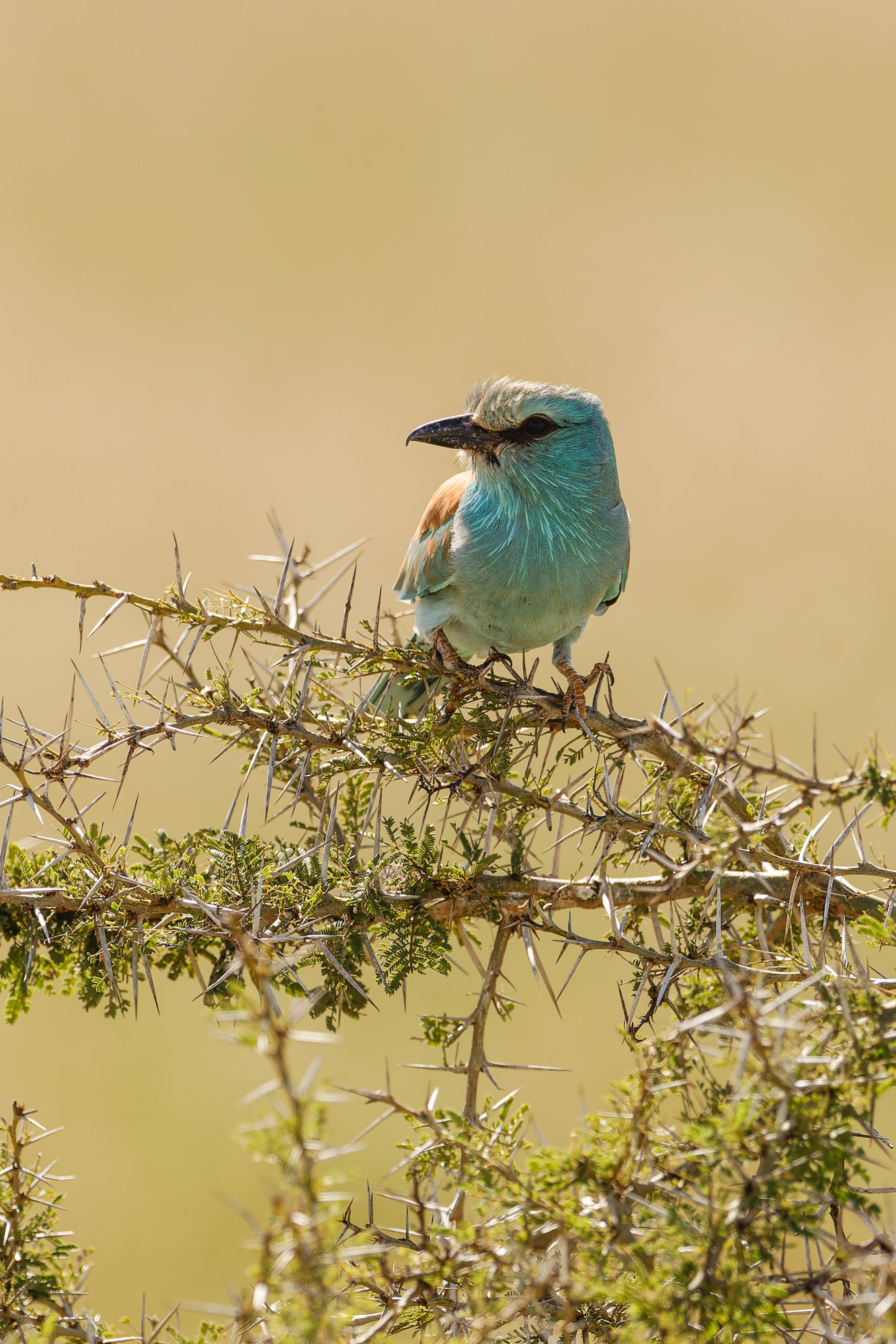 European Roller (Coracias garrulus)