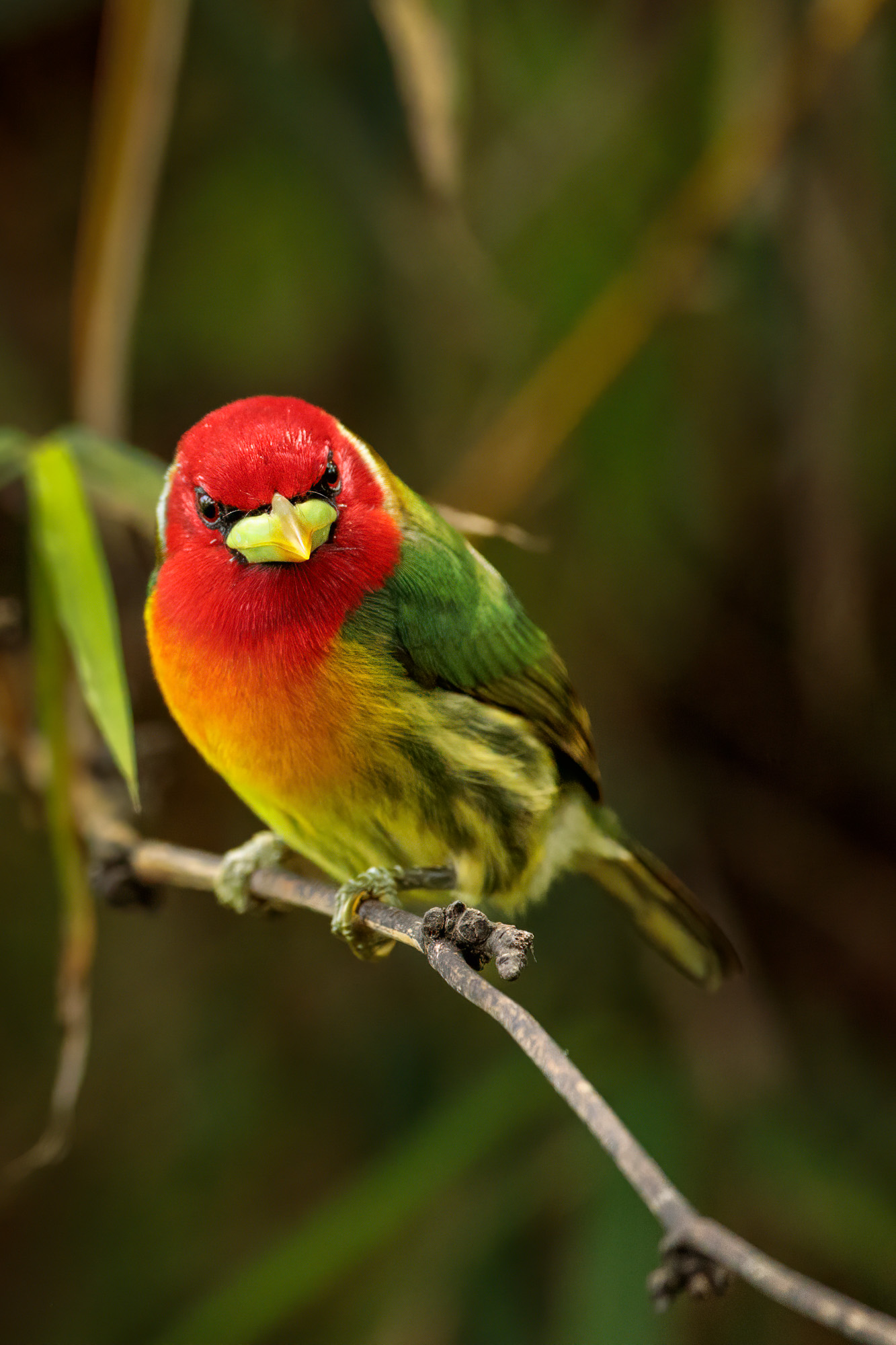 Red-headed Barbet (Eubucco bourcierii)