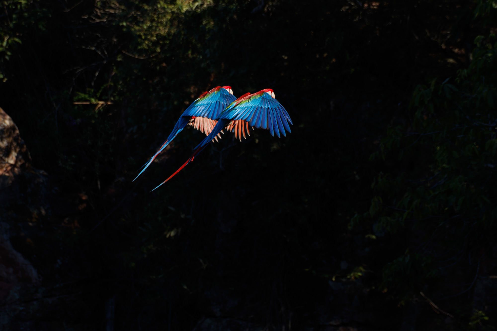 Red-and-green Macaw (Ara chloropterus)