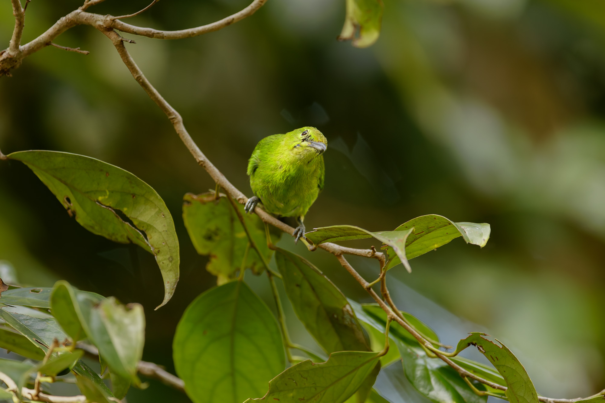 Greater Green Leafbird (Chloropsis sonnerati)