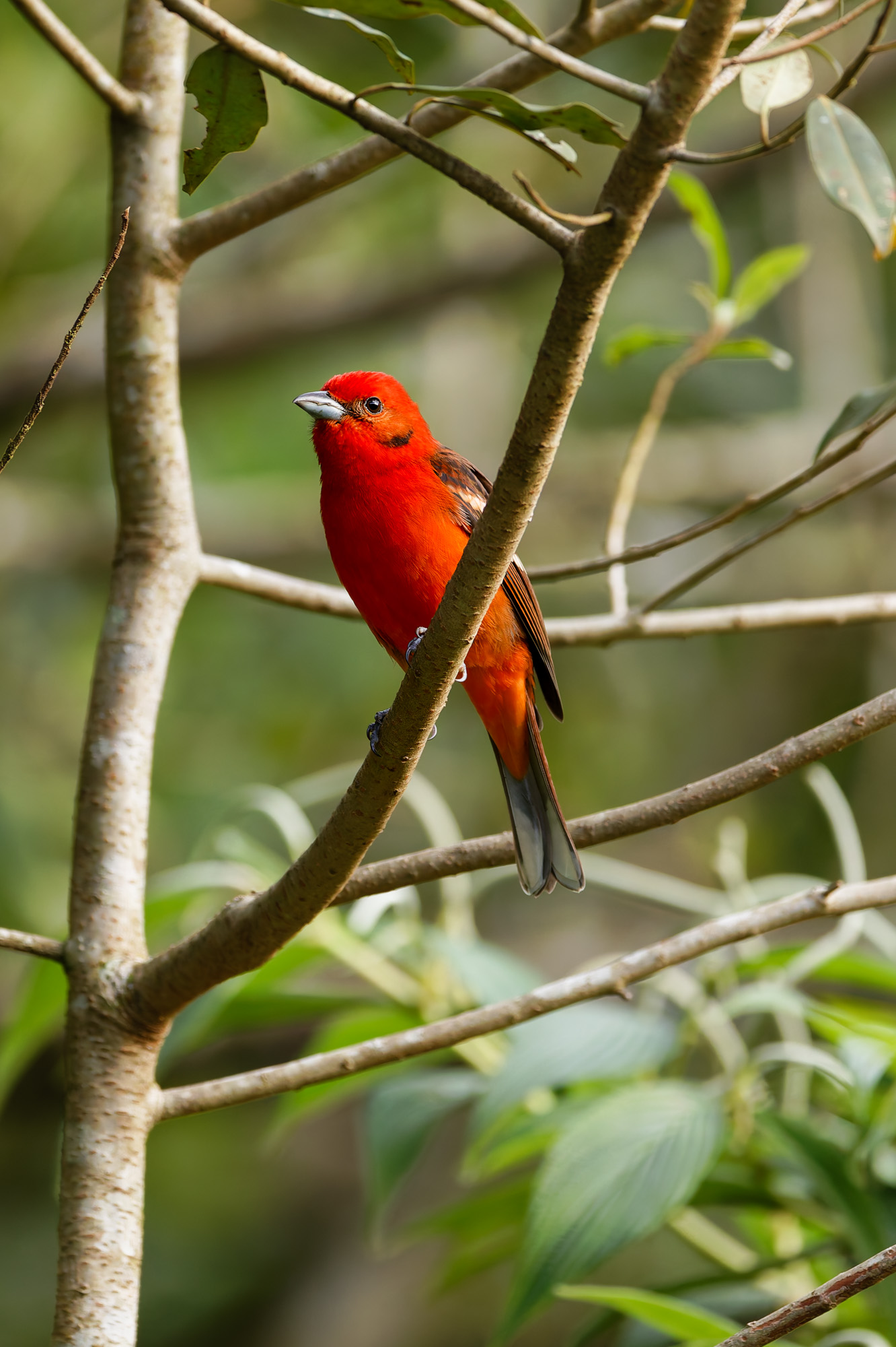 Flame-colored Tanager (Piranga bidentata)