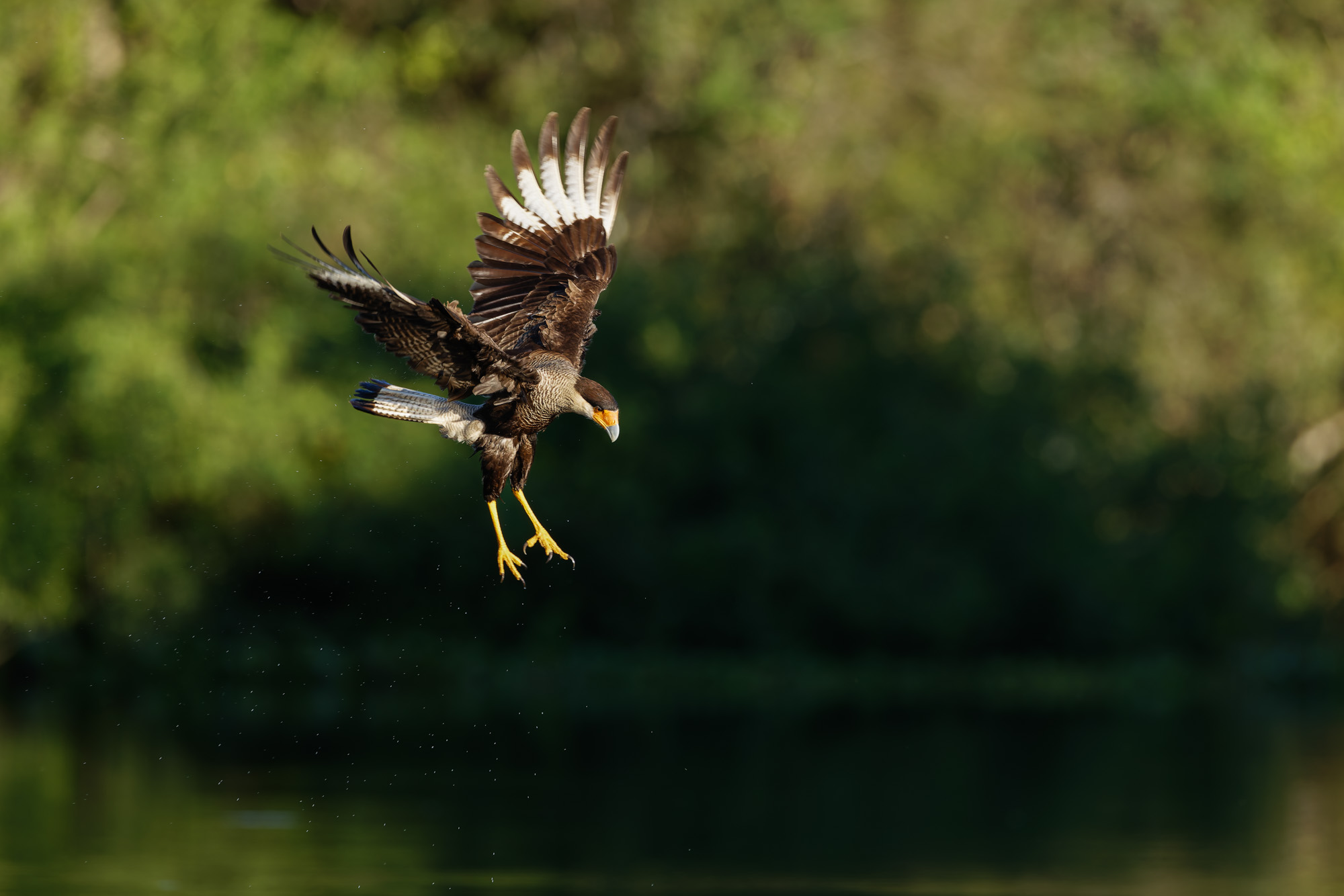Southern Crested Caracara (Caracara plancus)