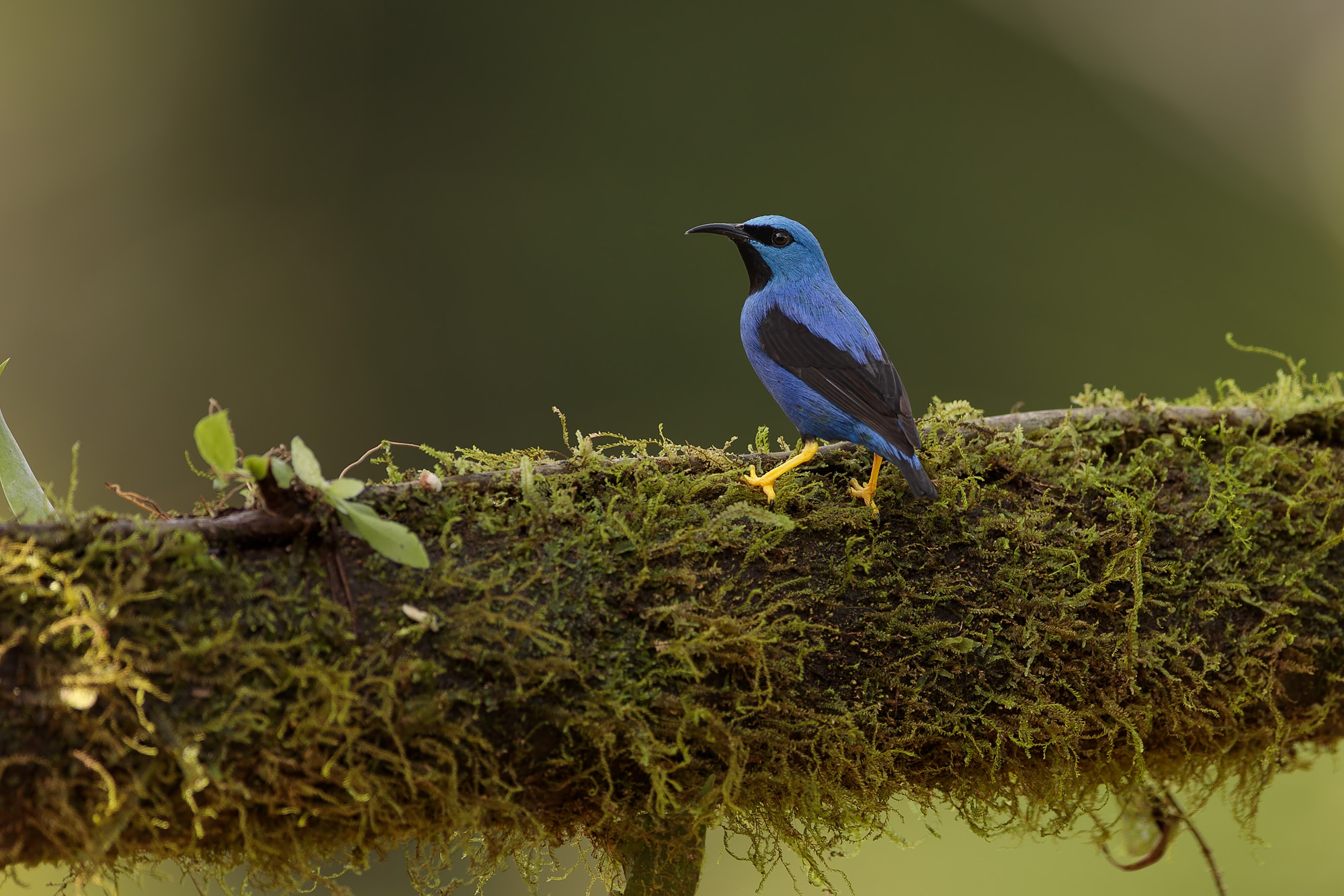 Shining Honeycreeper (Cyanerpes lucidus)