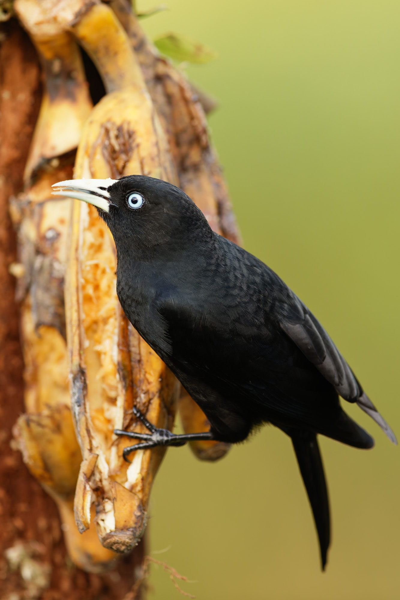 Yellow-billed Cacique (Amblycercus holosericeus)