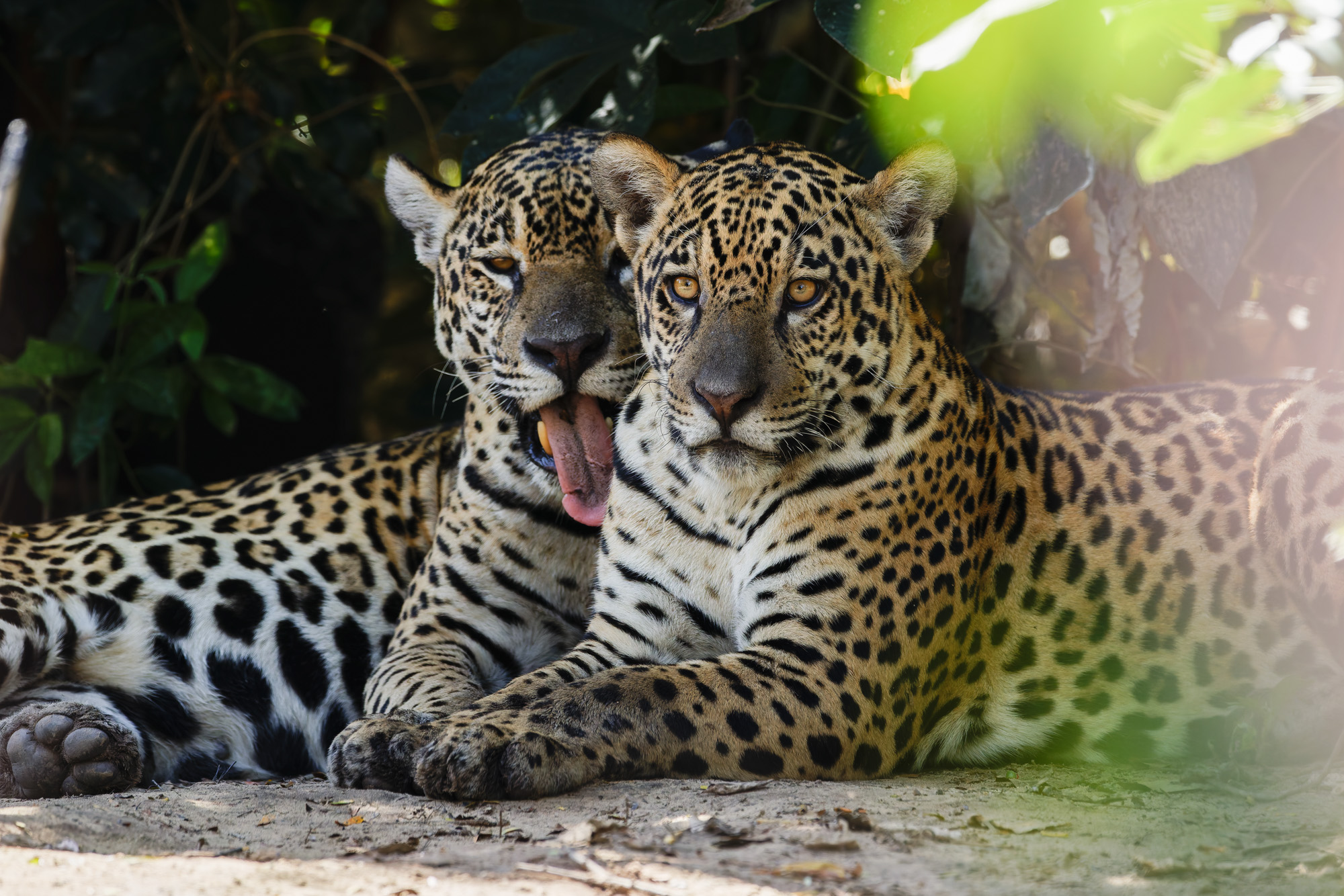 Jaguar (Panthera onca)