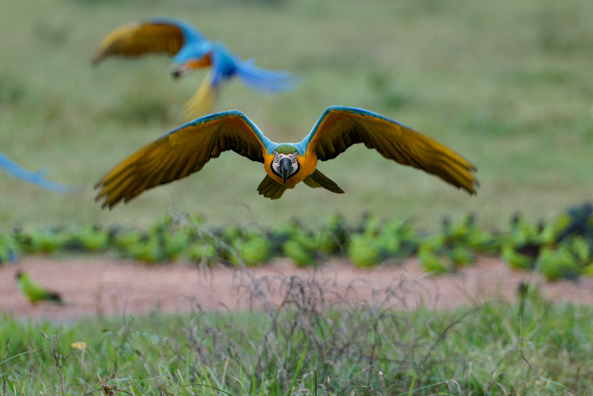 Blue-and-yellow Macaw (Ara ararauna)